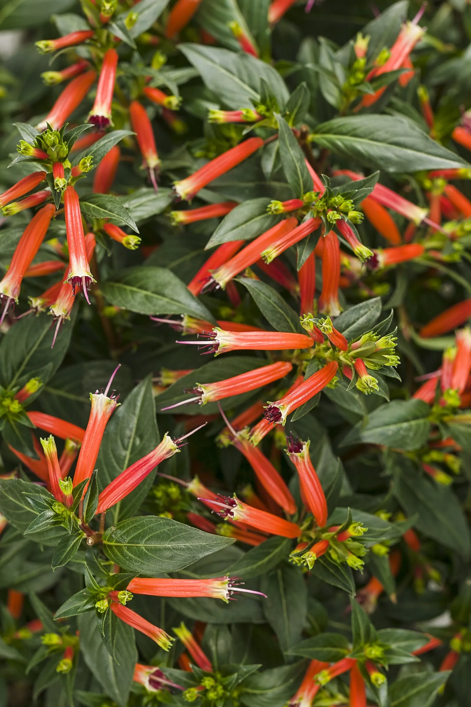 Vermillionaire® Large Firecracker Plant (Cuphea ignea) — perennial with multi-colored and orange and red and yellow blooms; well-drained soil and, image 147