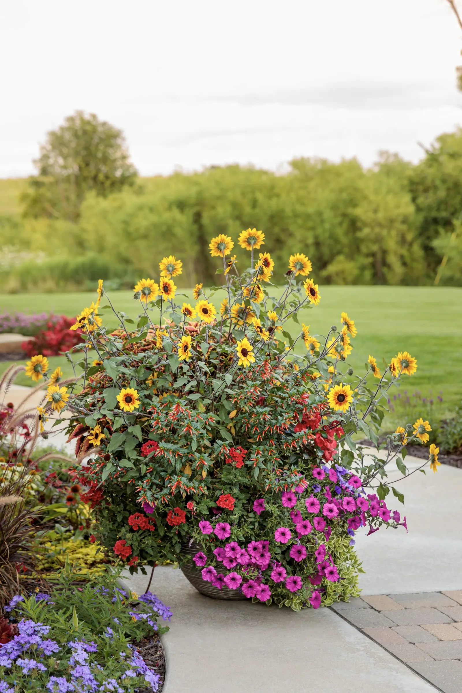 Royal Magenta® II Petunia — with plants spaced 12 to 24 inches apart depending on the desired fullness