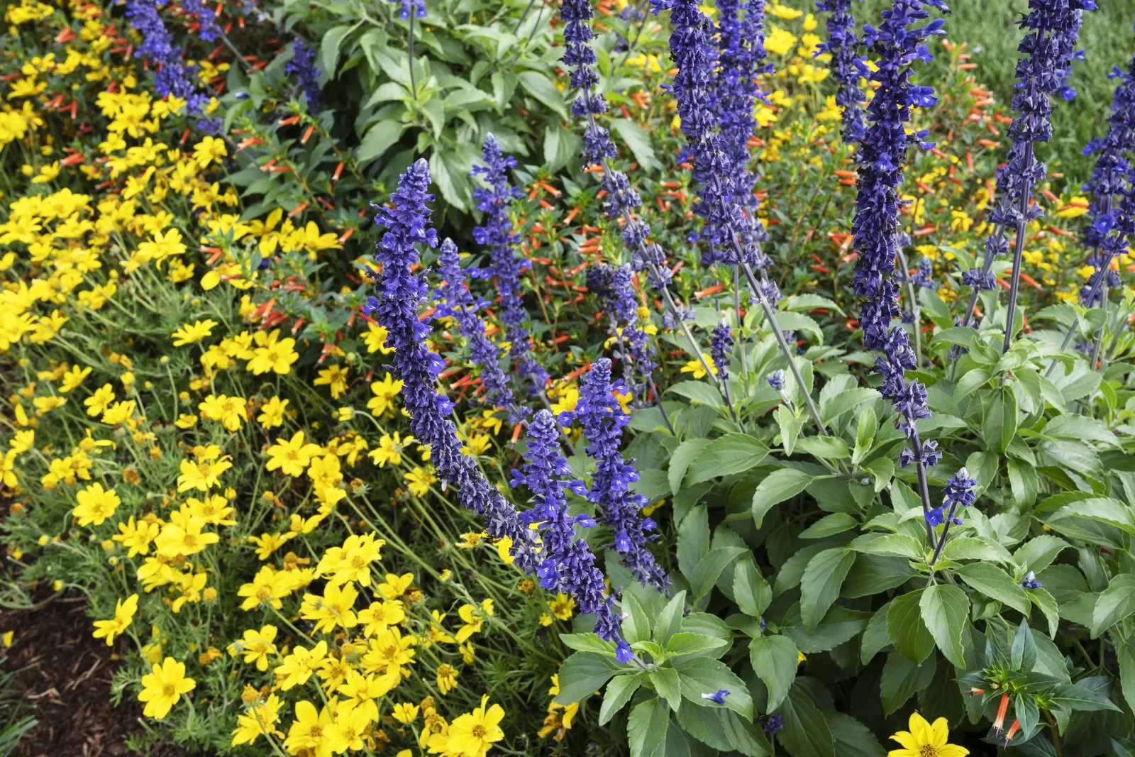Playin' The Blues® II Salvia (Salvia longispicata x farinacea) — which can be corrected with pruning and improved moisture.<br><br>In design work