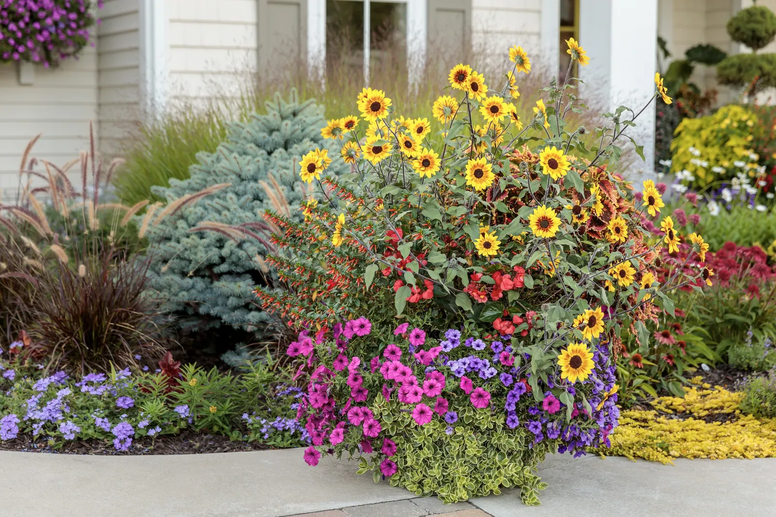 Royal Magenta® II Petunia — drawing butterflies and hummingbirds into the summer display.<br><br>Compact in height but generous in spread
