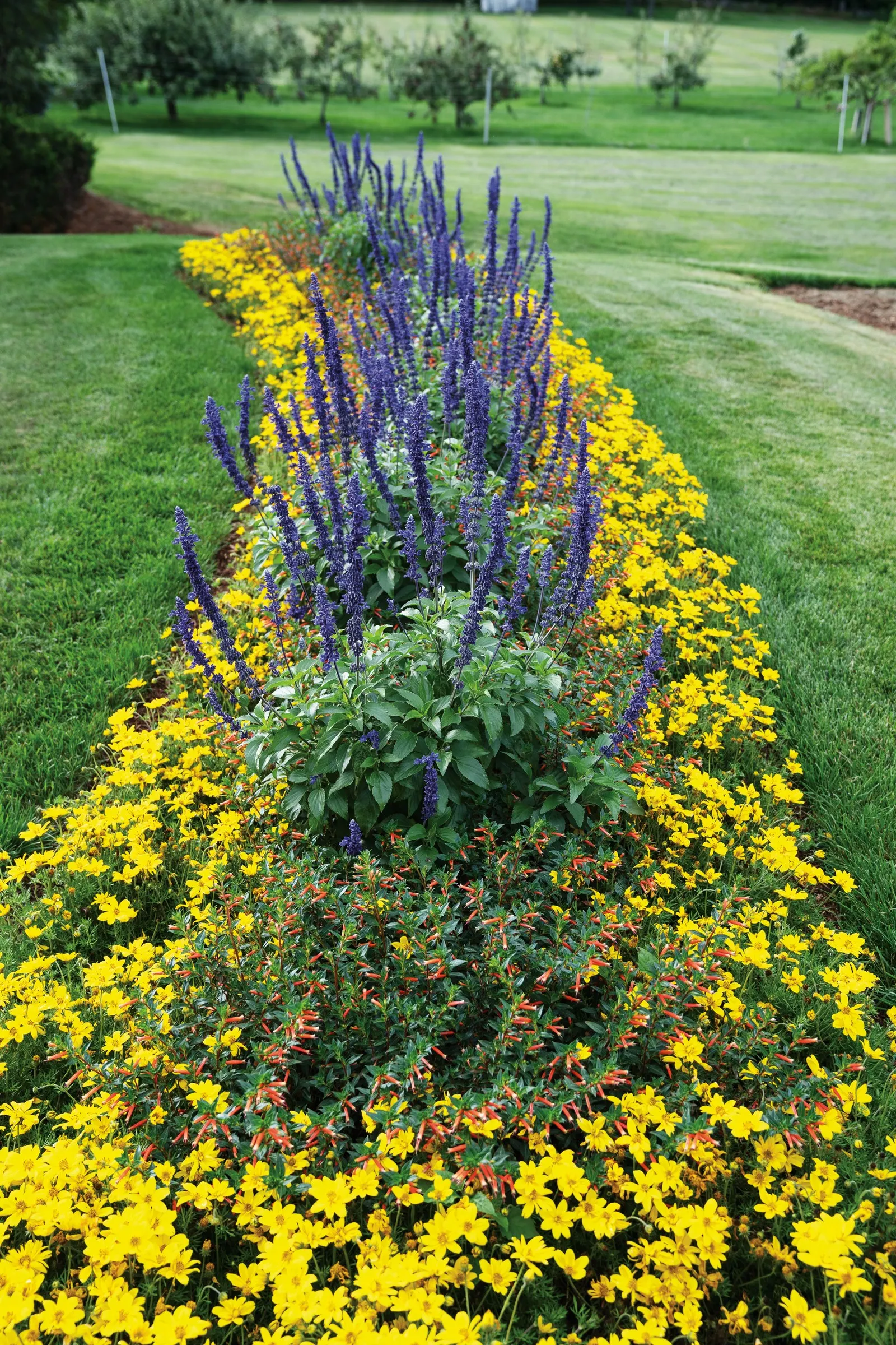 Vermillionaire® Large Firecracker Plant (Cuphea ignea) — Vermillionaire® typically matures to 18 to 28 inches tall and 12 to 24 inches wide; multi-colored and