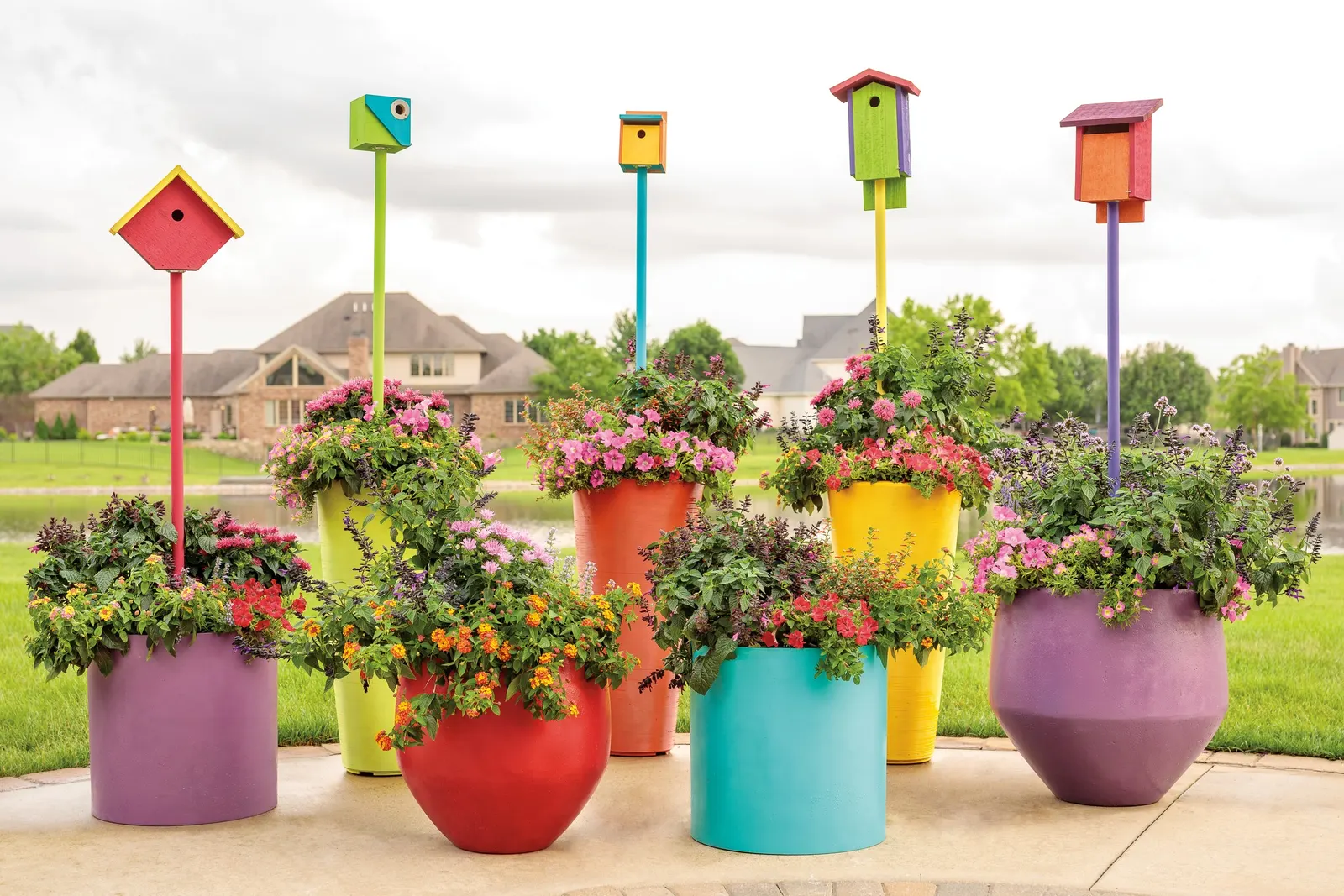 Daybreak Charm Petunia — It is perennial only in the warmest climates