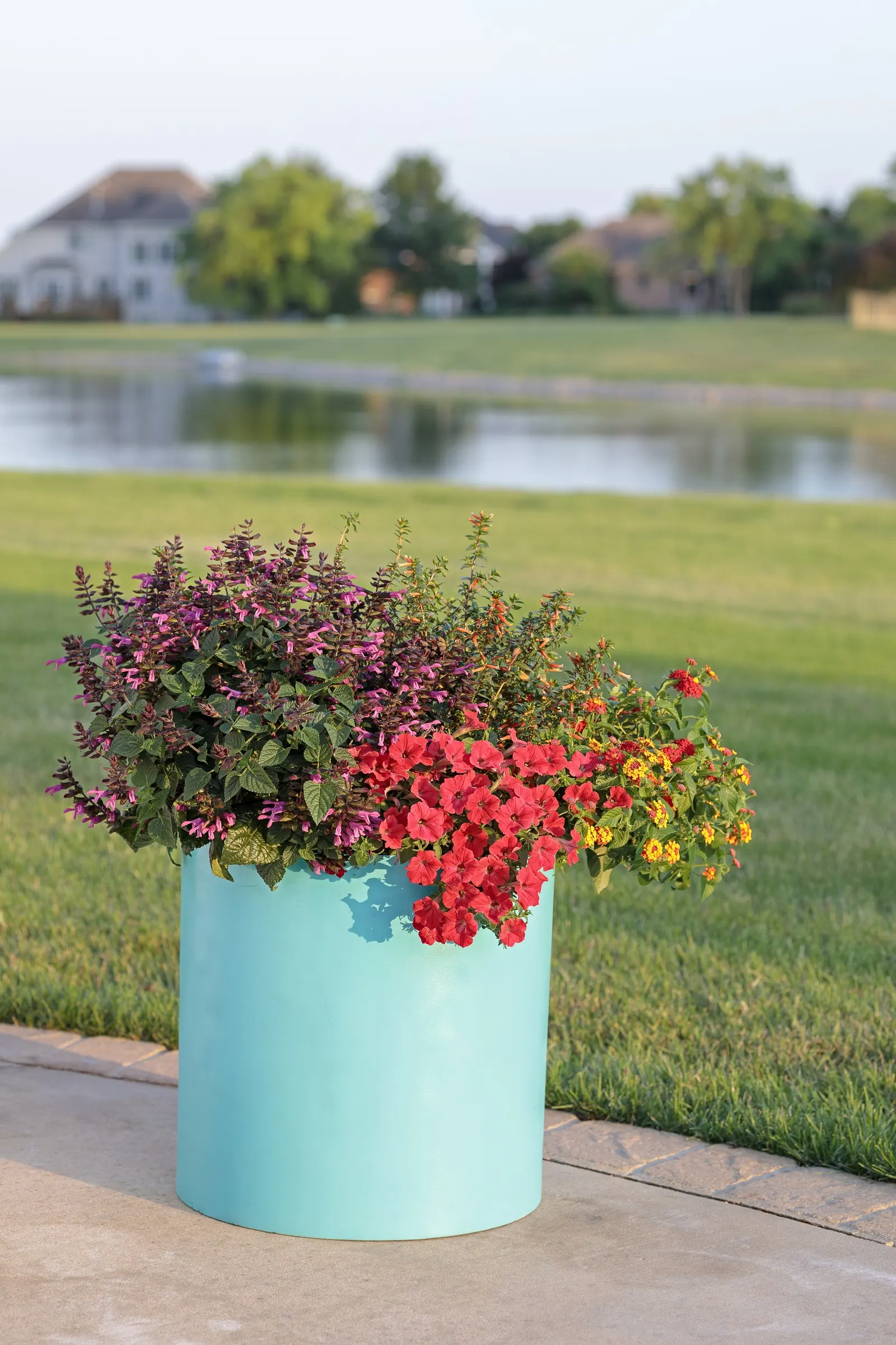 Vermillionaire® Large Firecracker Plant (Cuphea ignea) — though in colder regions it is best treated as a premium annual for summer color and wildlife activity