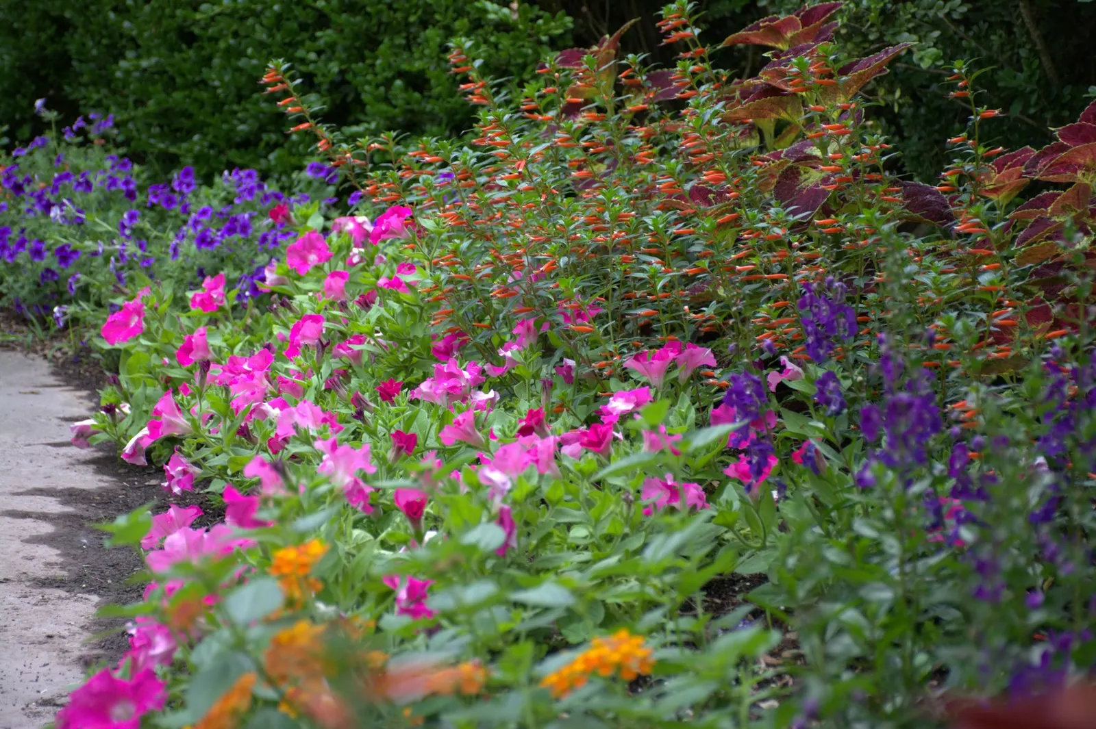 Blueberry Phlox (Phlox drummondii) — Proven Winners - Southern Blaze® Blueberry - Phlox drummondii blue purple blue-purple plant details