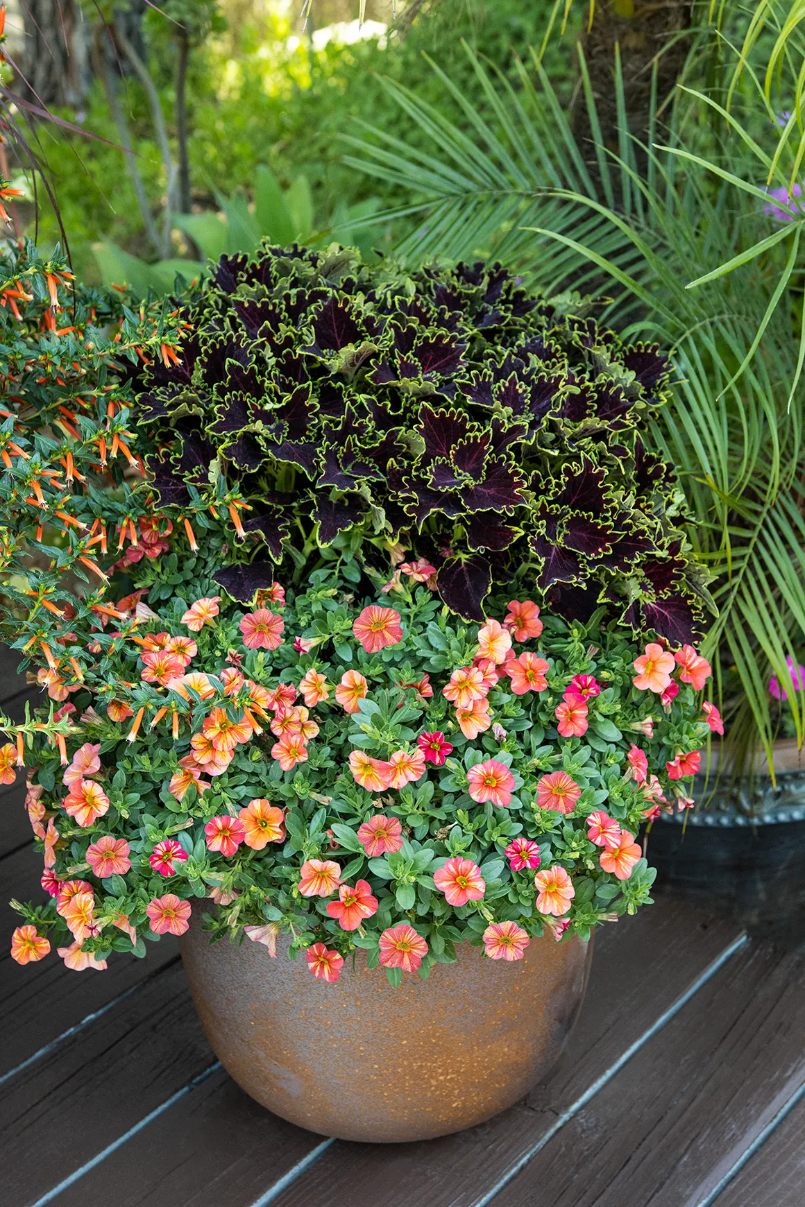 Tropical Sunrise Calibrachoa — cheerful finish to sunny seasonal plantings