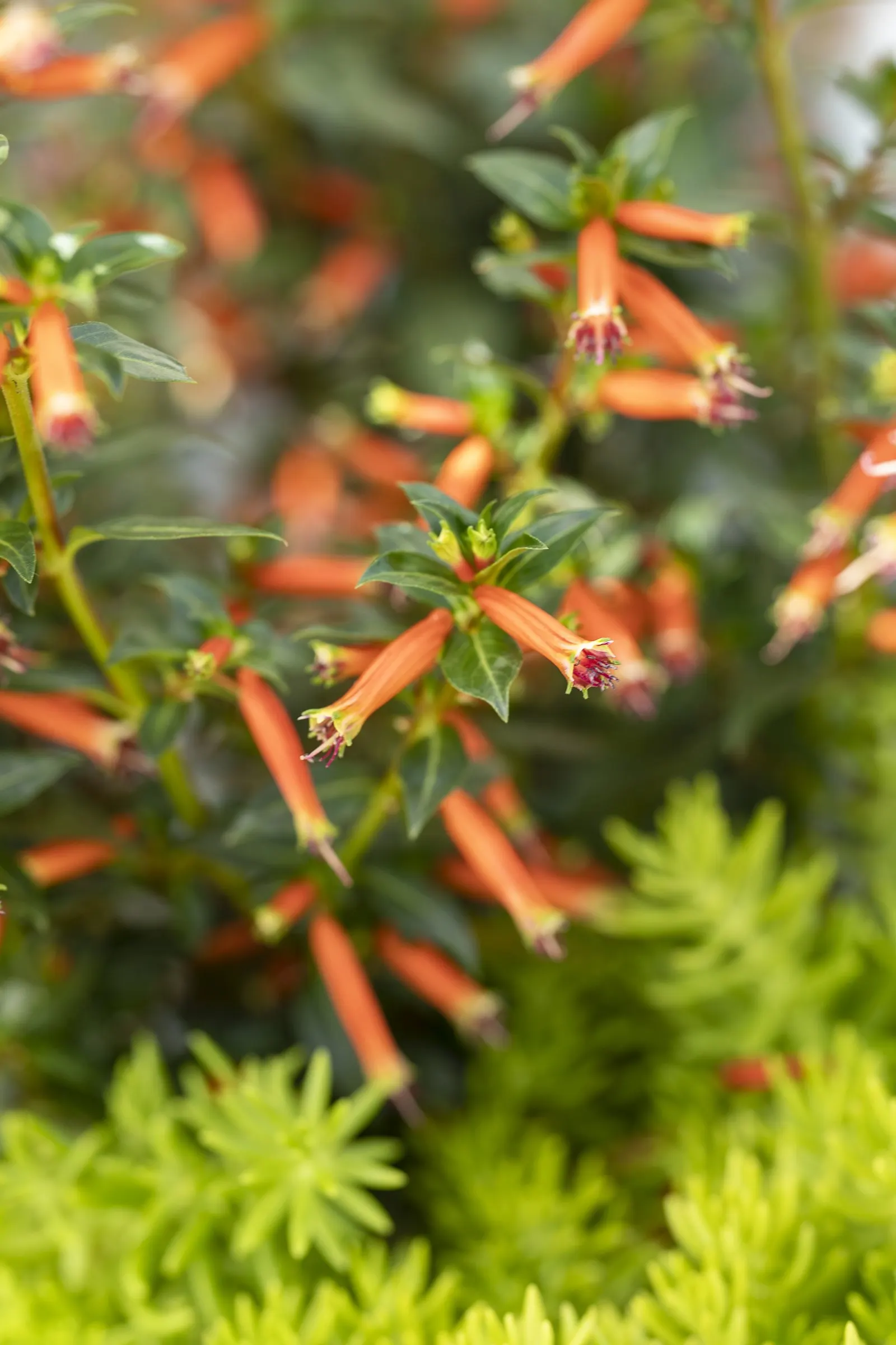 Vermillionaire® Large Firecracker Plant (Cuphea ignea) — often finding it outperforms feeders as a nectar destination.<br><br>With a naturally, image 52