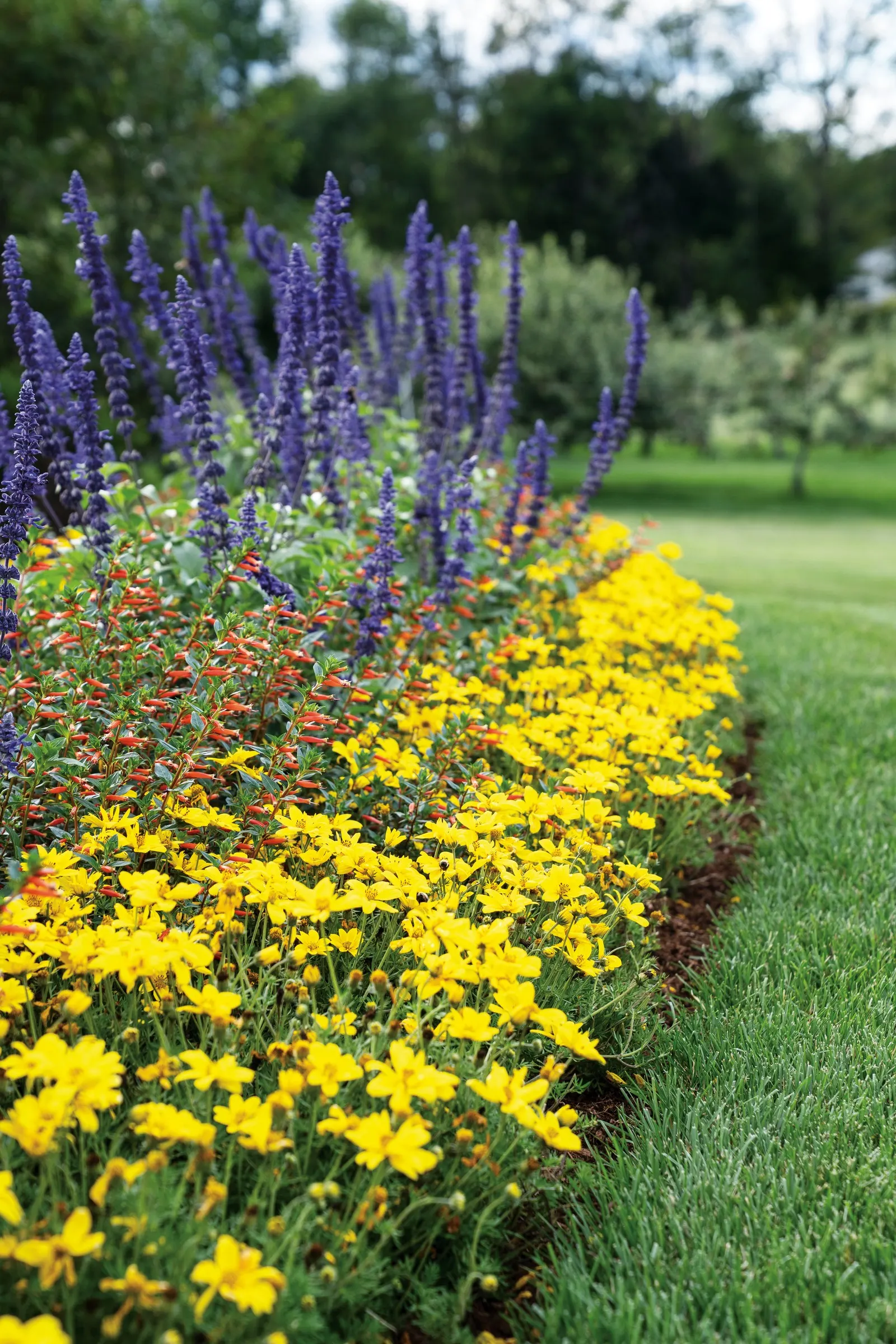 Goldilocks Rocks® II Bidens (Bidens ferulifolia) — finely textured foliage covered in bright golden-yellow blooms from planting time until hard, image 86