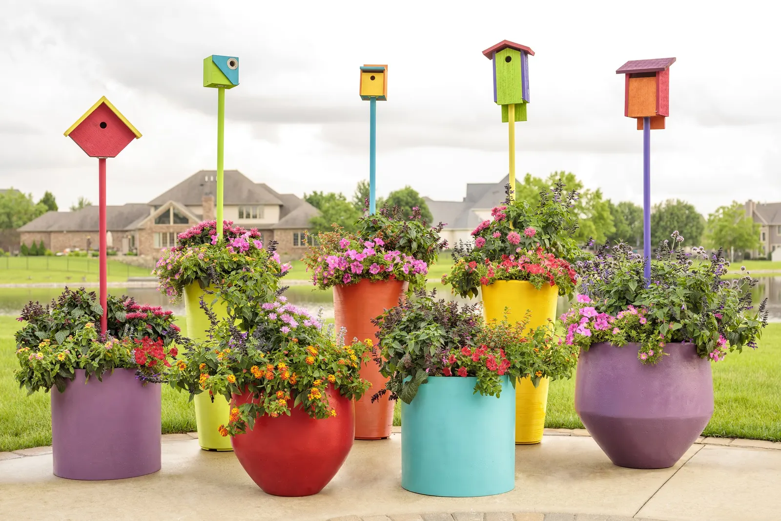 Daybreak Charm Petunia — rounded mound than a long cascade