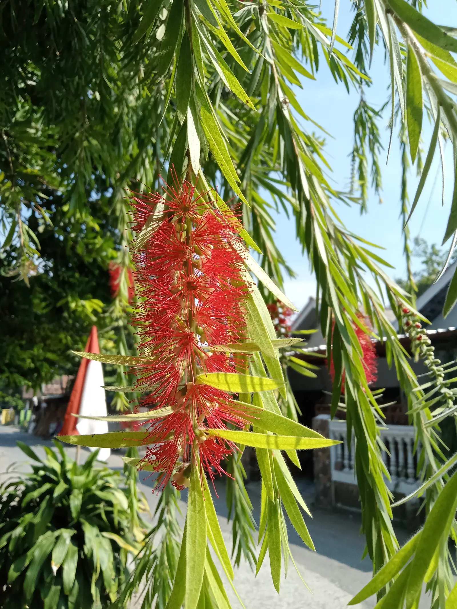 Cajeput (Melaleuca Quinquenervia) — it's advisable to account for its rapid growth rate and tendency to spread