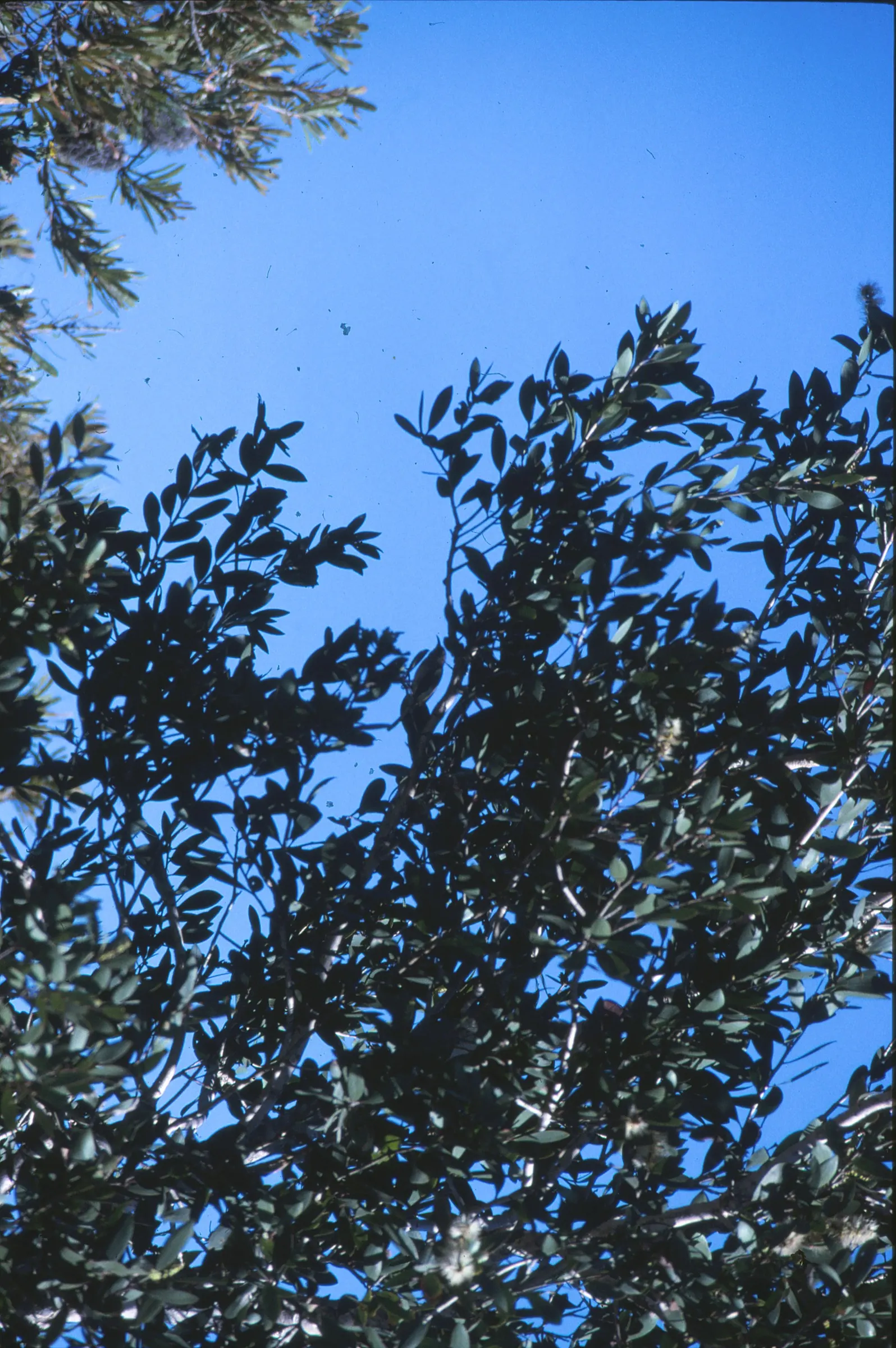 Cajeput (Melaleuca Quinquenervia) — though it has an affinity for sunny; especially in wetter climates.<br><br>When incorporating this species into a landscape