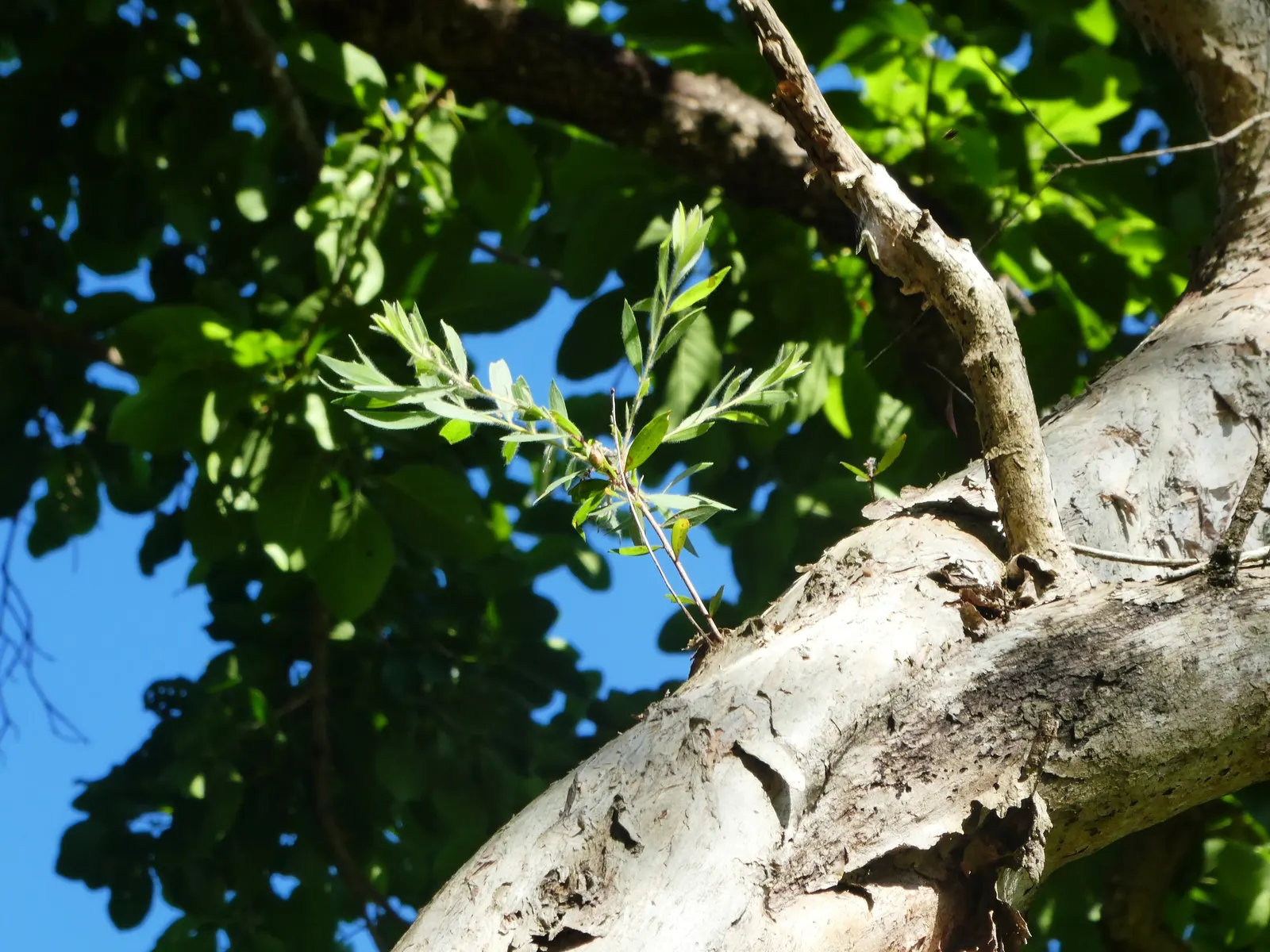 Cajeput (Melaleuca Quinquenervia) — especially in wetter climates.<br><br>When incorporating this species into a landscape design; with a spread of 15‚Äì30 feet