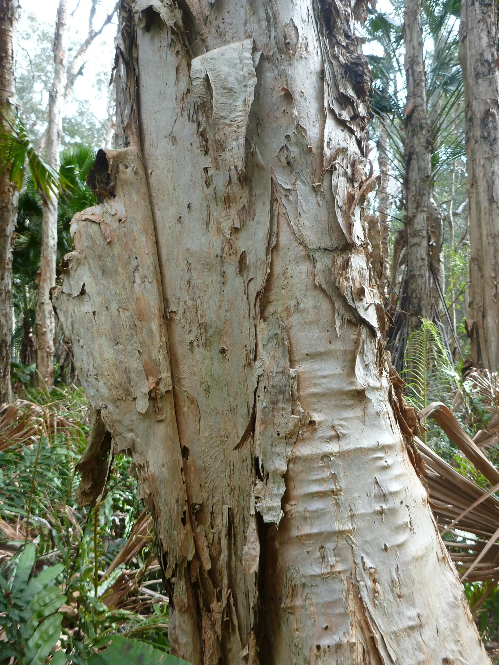 Cajeput (Melaleuca Quinquenervia) — which release a camphoraceous aroma when crushed; the Cajeput provides year-round interest and utility