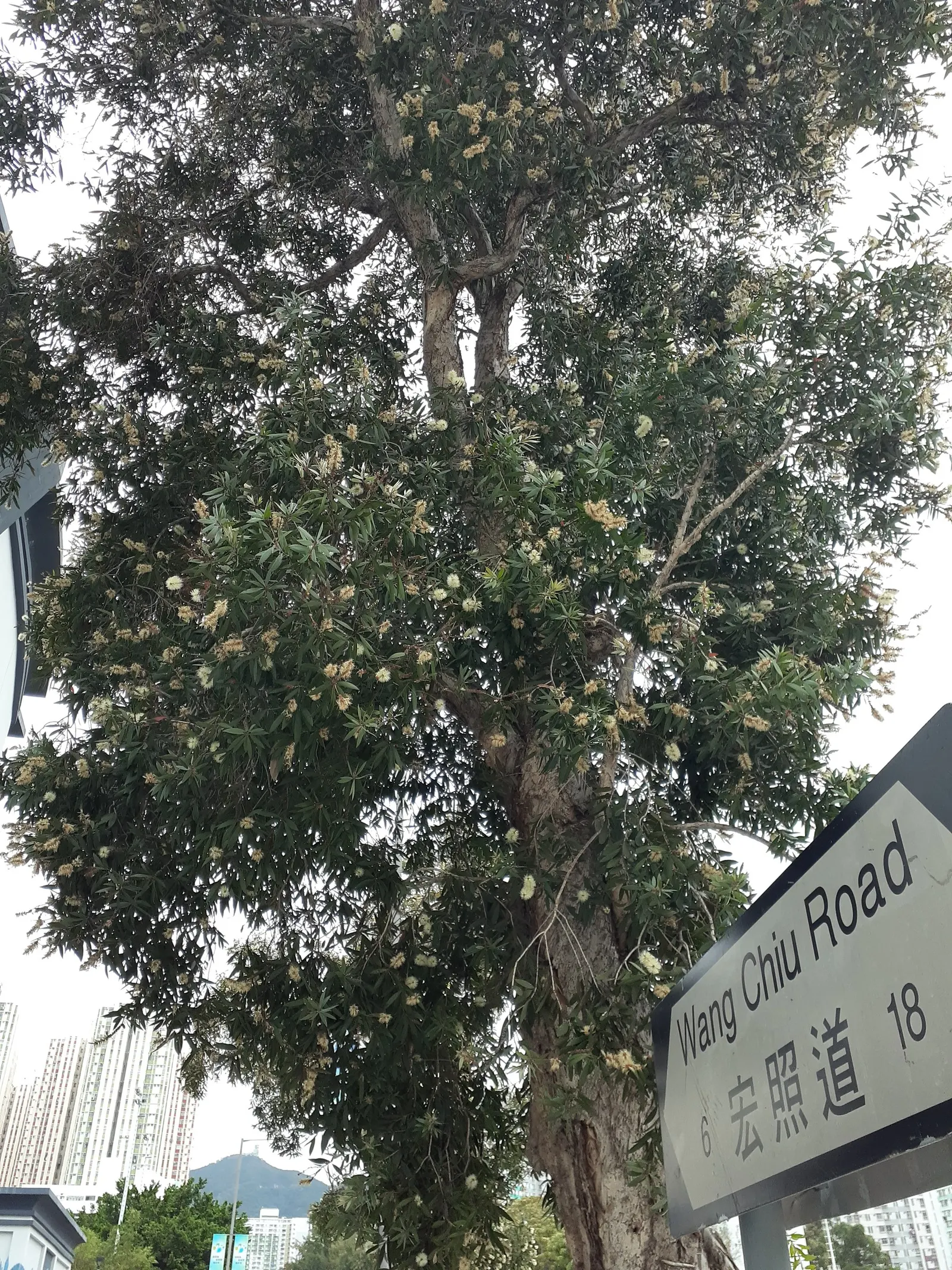 Cajeput (Melaleuca Quinquenervia) — especially in wetter climates.<br><br>When incorporating this species into a landscape design