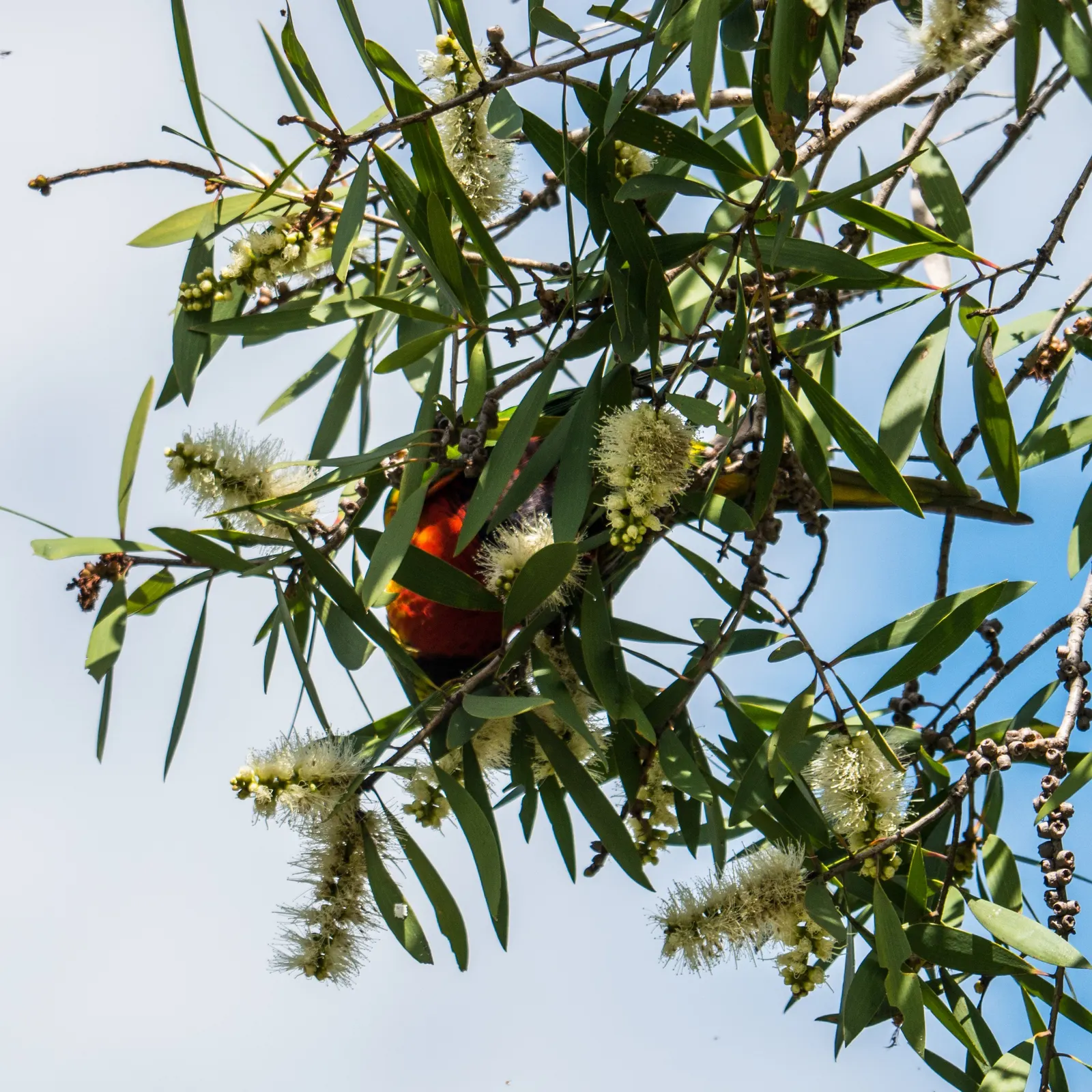 Cajeput (Melaleuca Quinquenervia) — scientifically known as Melaleuca quinquenervia; white flowers in the garden