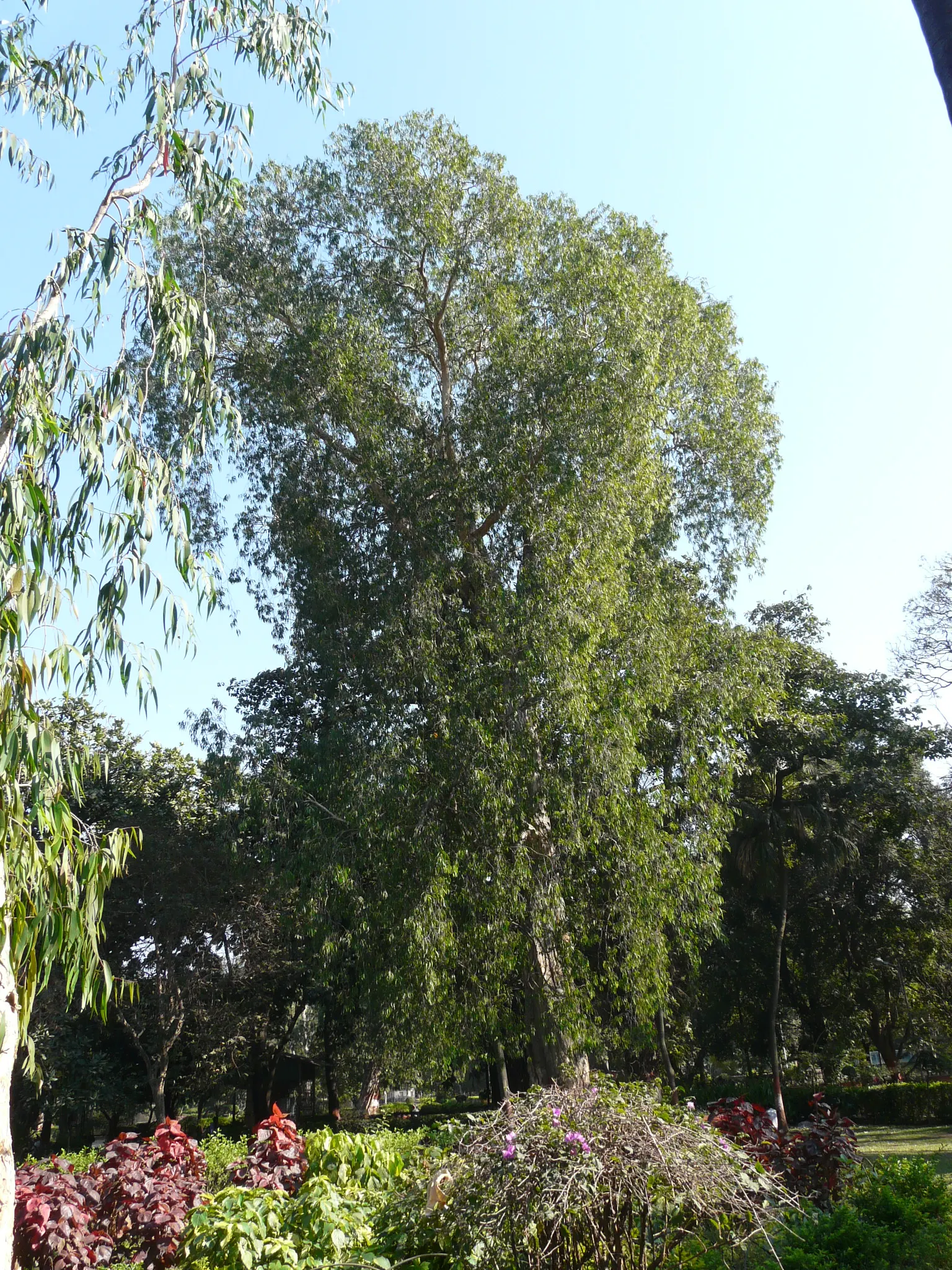 Cajeput (Melaleuca Quinquenervia) — well-drained sites.<br><br>Spring and summer bring forth a flush of bottlebrush-like; tree with white blooms, image 80