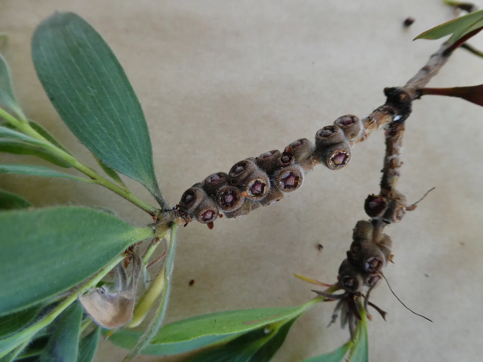 Cajeput (Melaleuca Quinquenervia) — Gardeners should note the potential for invasiveness in some regions; attracting pollinators such as bees and butterflies