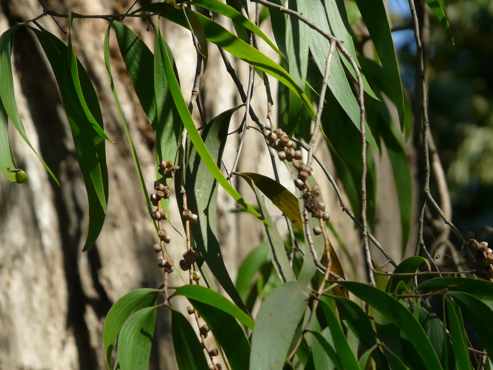 Cajeput (Melaleuca Quinquenervia) — though it has an affinity for sunny
