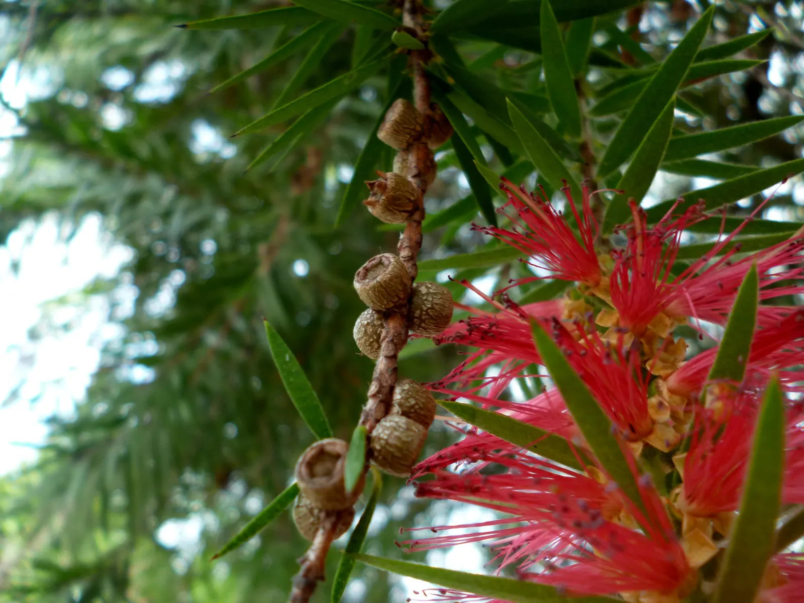Cajeput (Melaleuca Quinquenervia) — this adaptable tree is ideal for wet areas