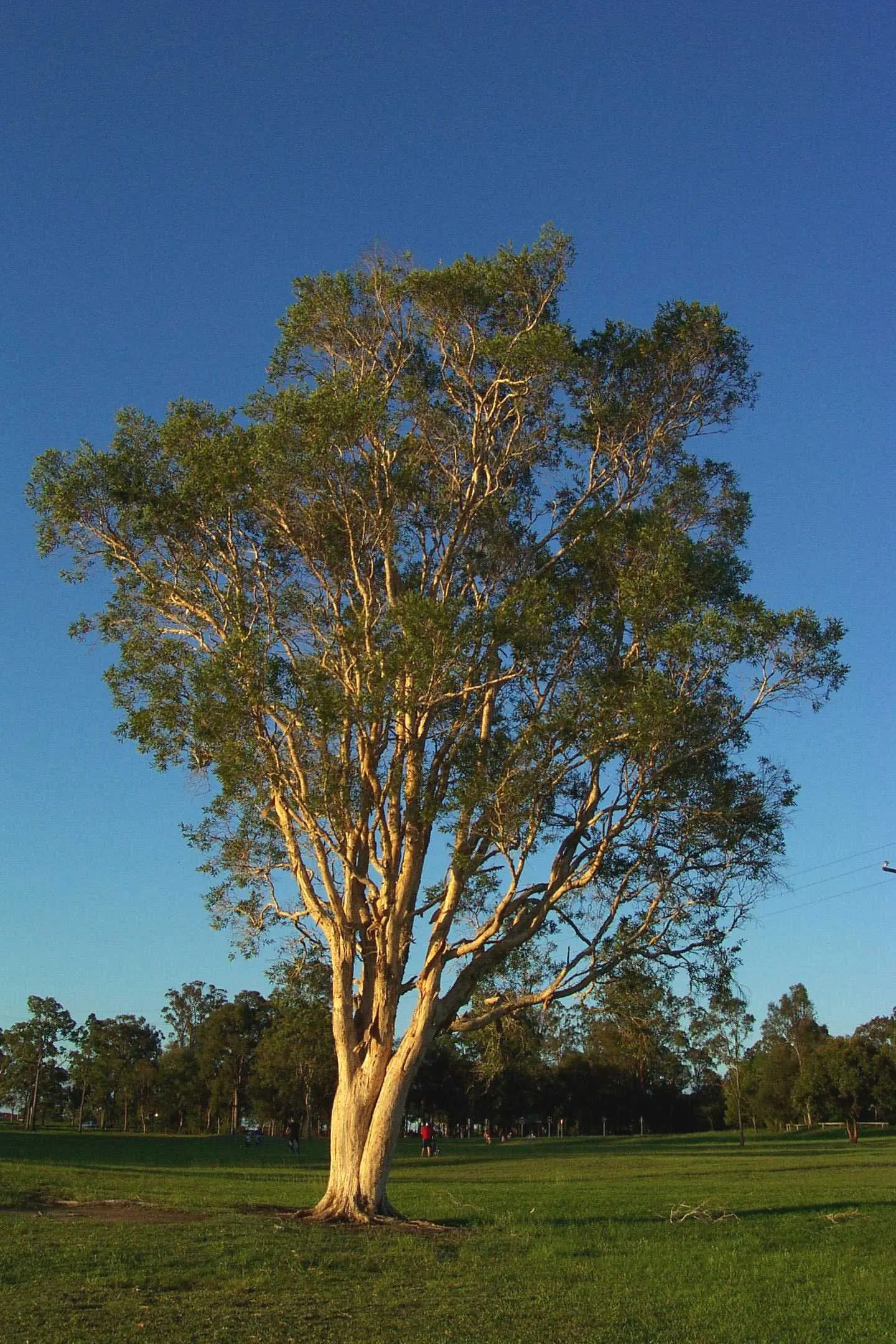 Cajeput (Melaleuca Quinquenervia) — this adaptable tree is ideal for wet areas; the profuse white, brush-like flowers attract pollinators, enhancing ecological