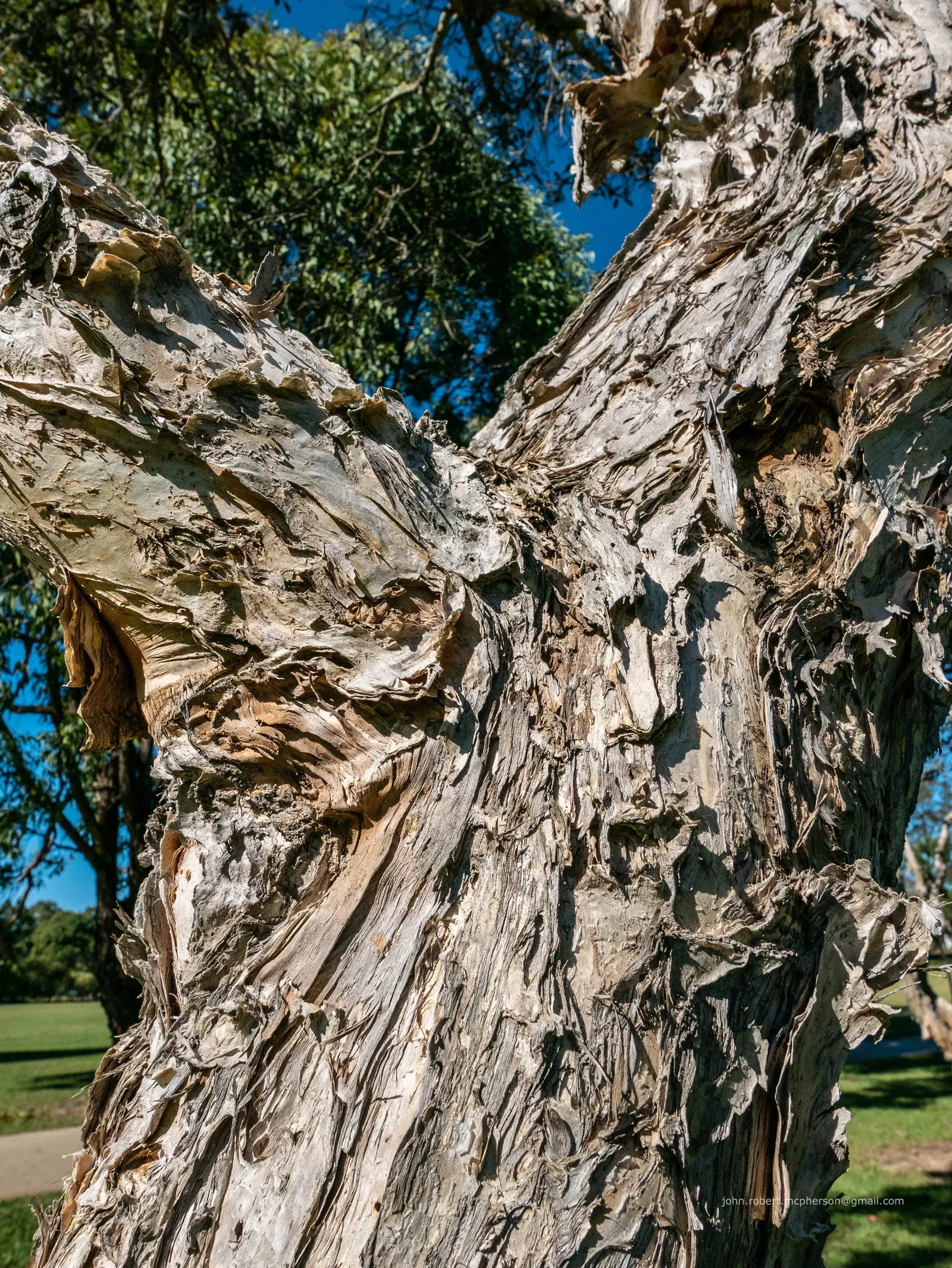Cajeput (Melaleuca Quinquenervia) — with a spread of 15‚Äì30 feet; well-drained sites.<br><br>Spring and summer bring forth a flush of bottlebrush-like