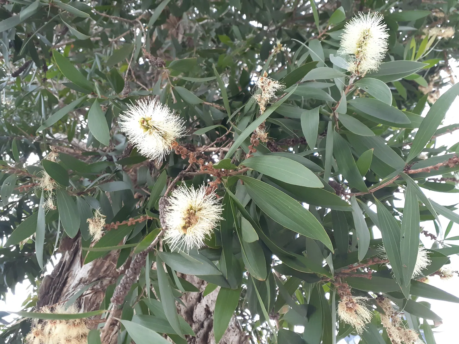 Cajeput (Melaleuca Quinquenervia) — a striking evergreen tree