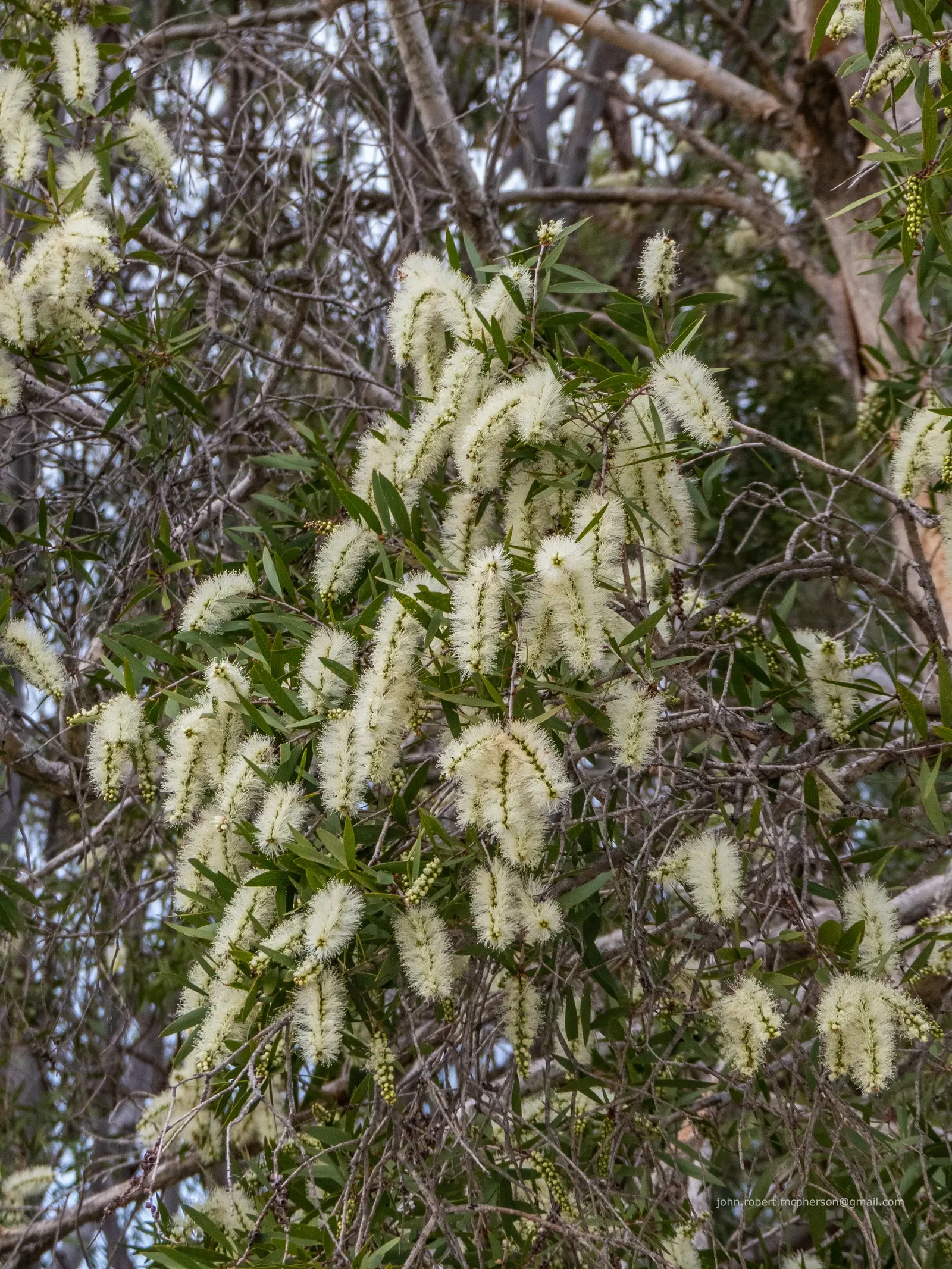 Cajeput (Melaleuca Quinquenervia) — reaches up to 40 feet tall; originating from Australia and thriving in USDA zones 9 through 11