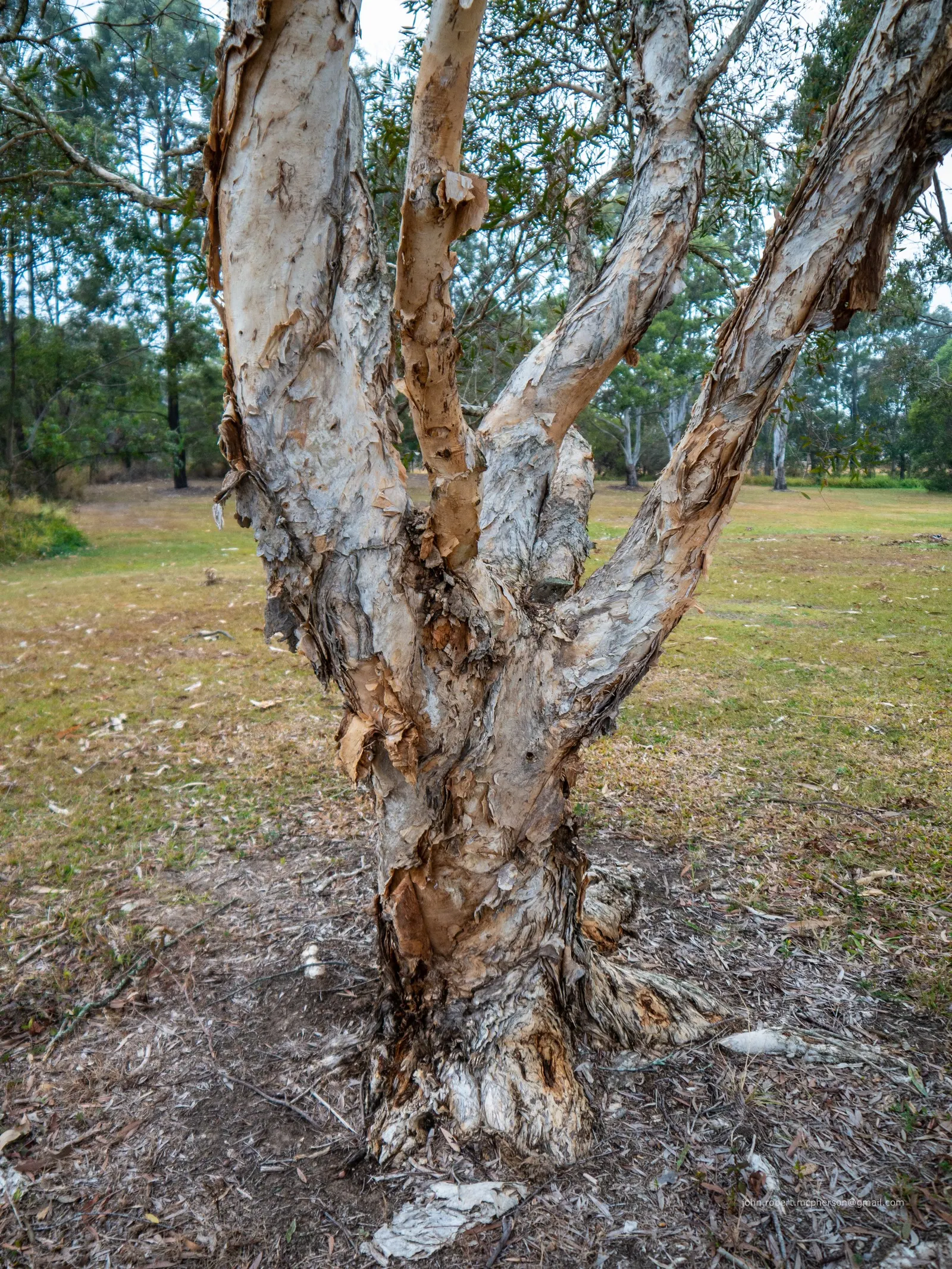 Cajeput (Melaleuca Quinquenervia) — tolerating both drought and flooding; making them suitable as specimen trees or for creating natural screens