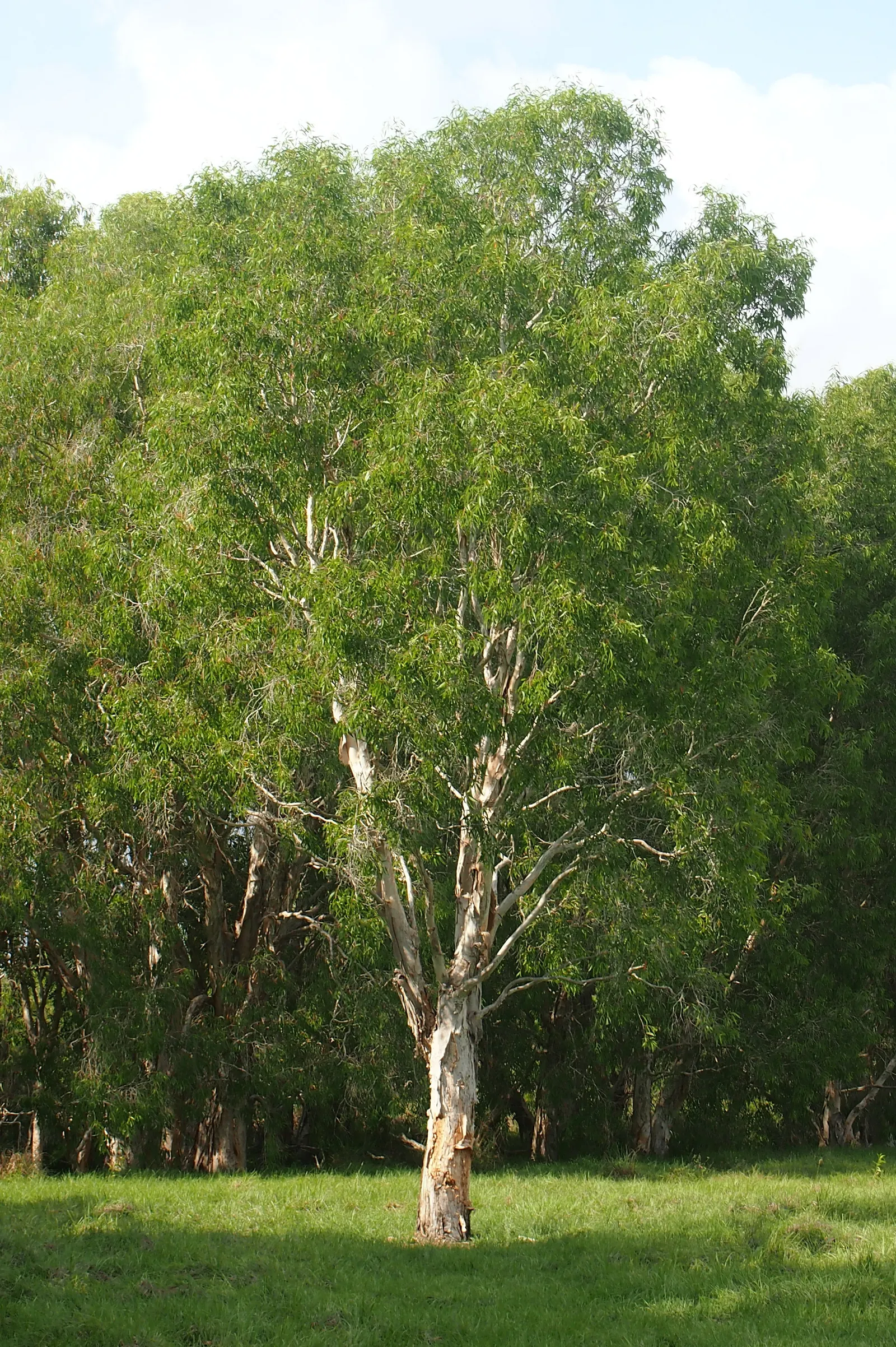 Cajeput (Melaleuca Quinquenervia) — Gardeners should note the potential for invasiveness in some regions