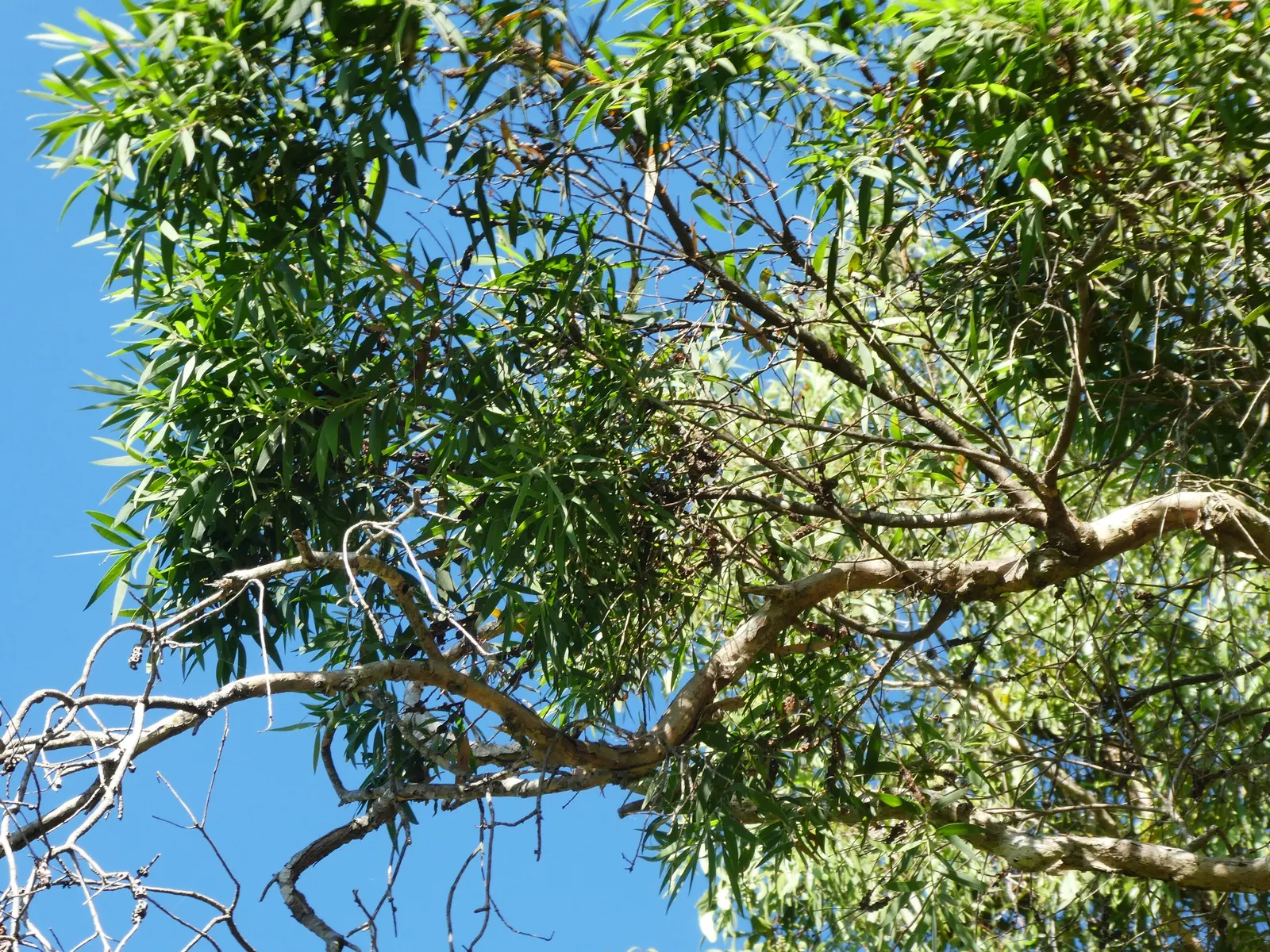 Cajeput (Melaleuca Quinquenervia) — it's advisable to account for its rapid growth rate and tendency to spread; is a distinctive and hardy evergreen tree