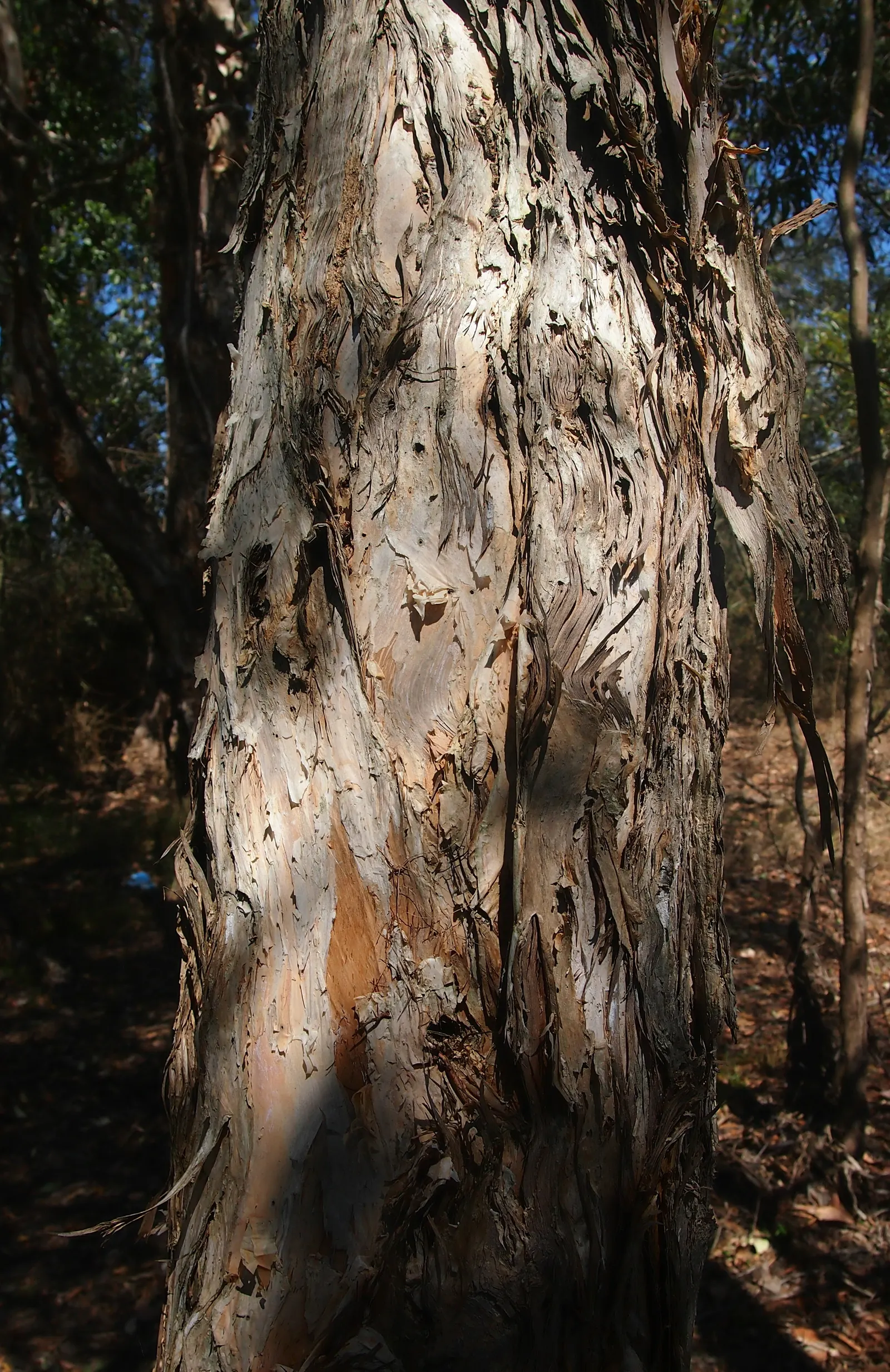 Cajeput (Melaleuca Quinquenervia) — Recognized for its paperbark-esque trunk and leathery