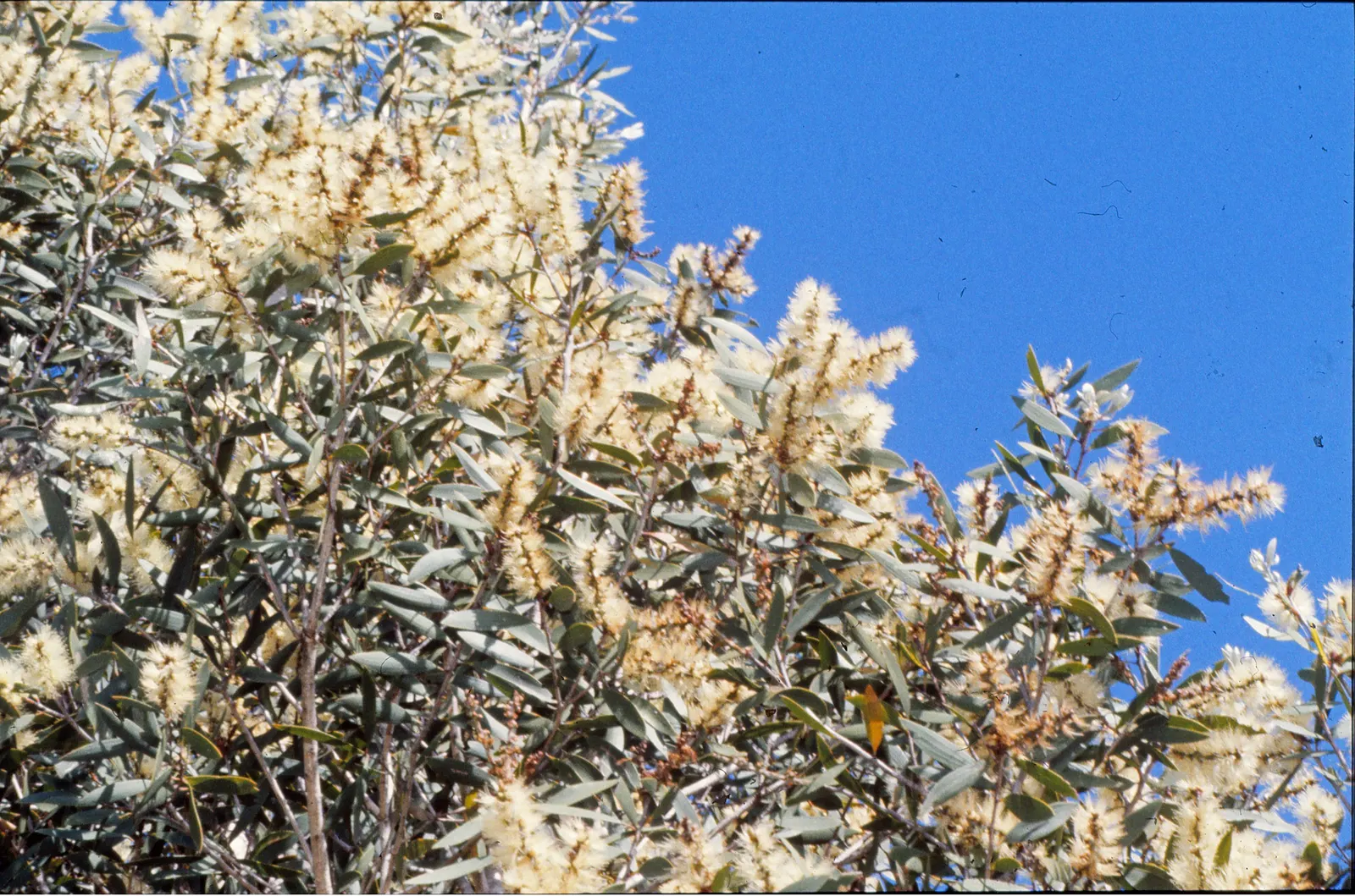 Cajeput (Melaleuca Quinquenervia) — making them suitable as specimen trees or for creating natural screens; scientifically known as Melaleuca quinquenervia
