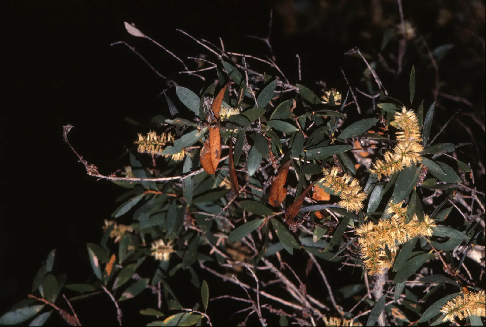 Cajeput (Melaleuca Quinquenervia) — Recognized for its paperbark-esque trunk and leathery; creamy white flowers that are rich in nectar