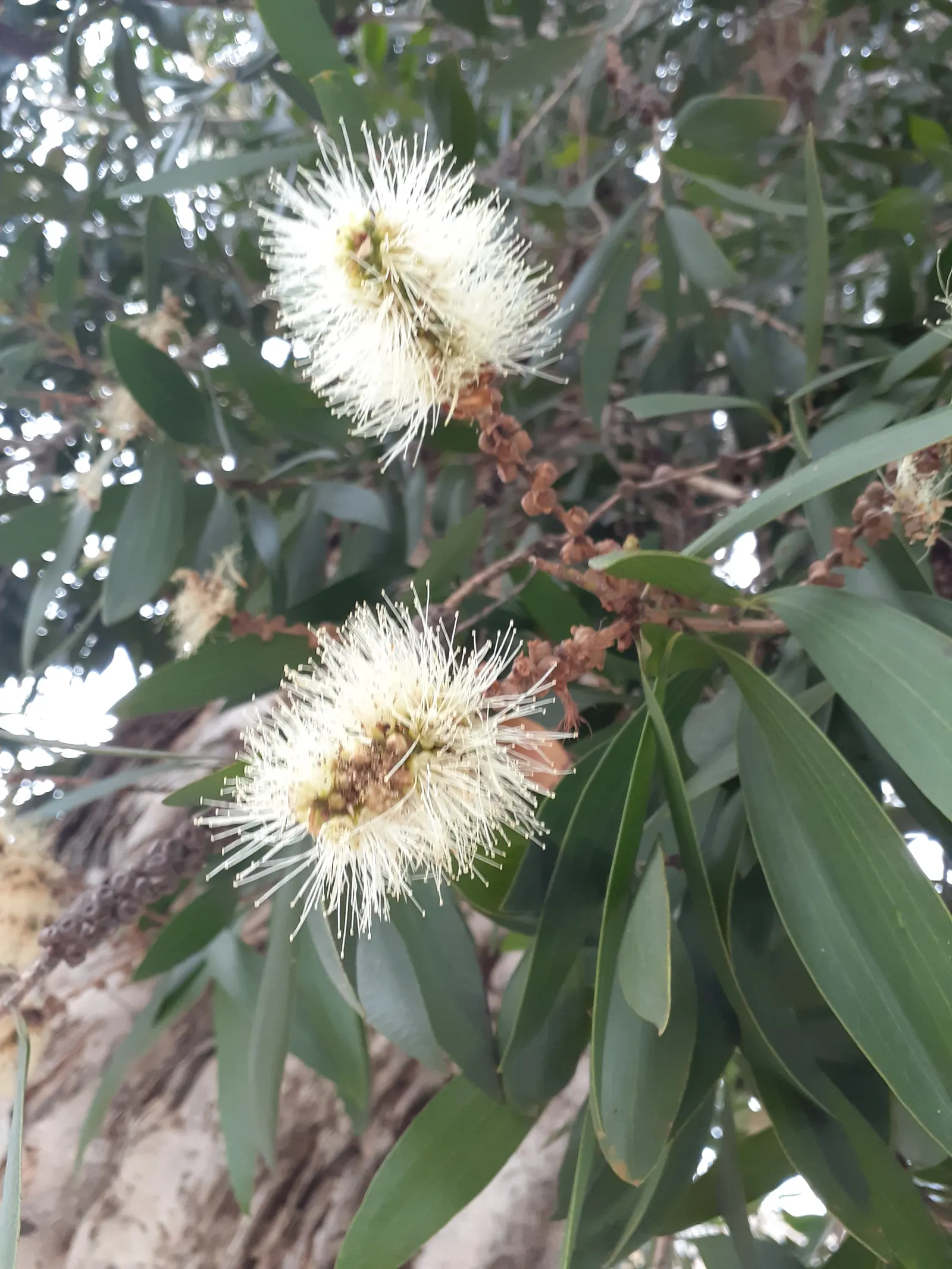 Cajeput (Melaleuca Quinquenervia) — remarkably tolerant of wind and adaptable to coastal conditions