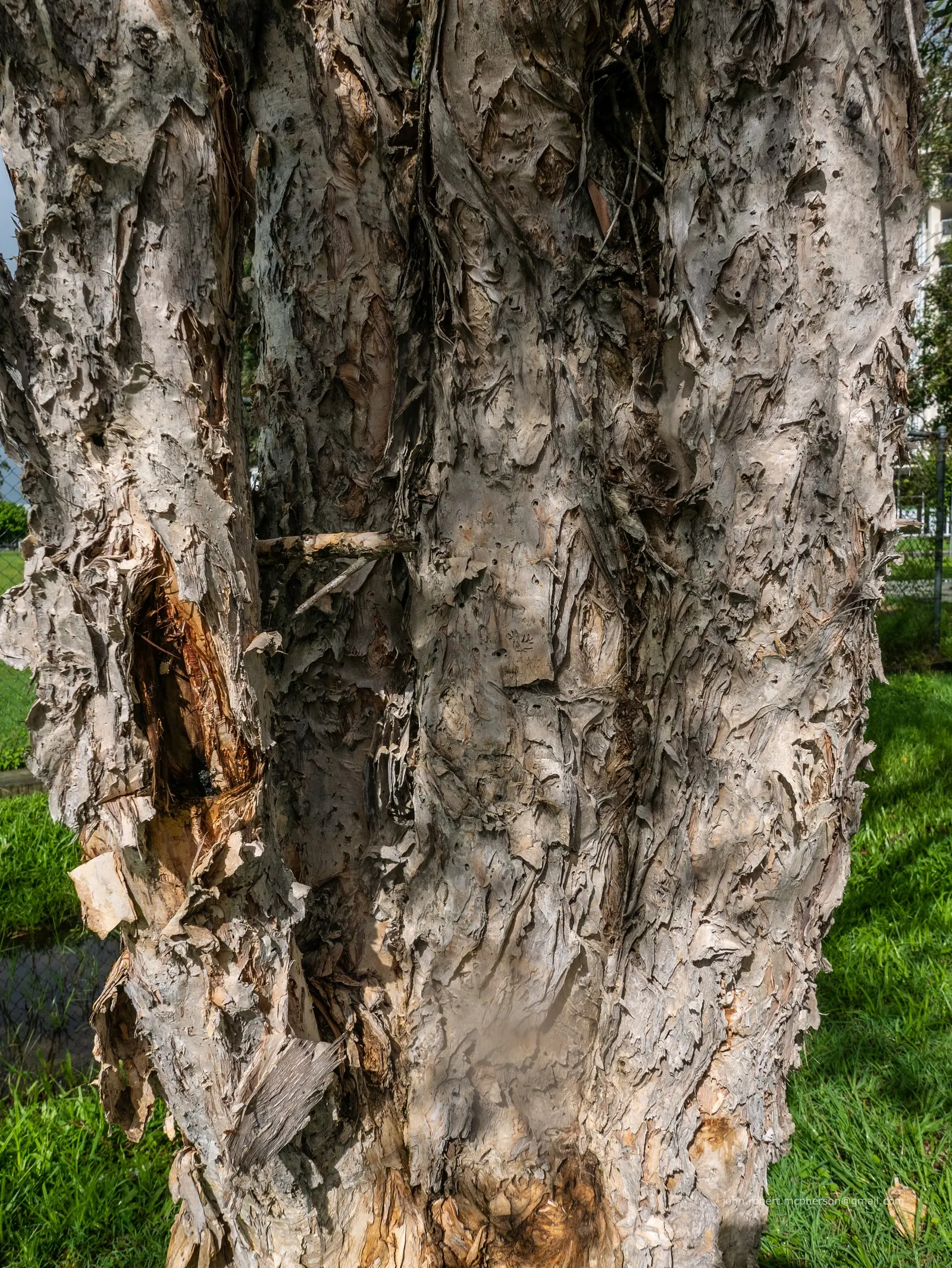 Cajeput (Melaleuca Quinquenervia) — Its distinctive paper-like bark and narrow, lance-shaped leaves exude a strong aroma when crushed; regular pruning may be