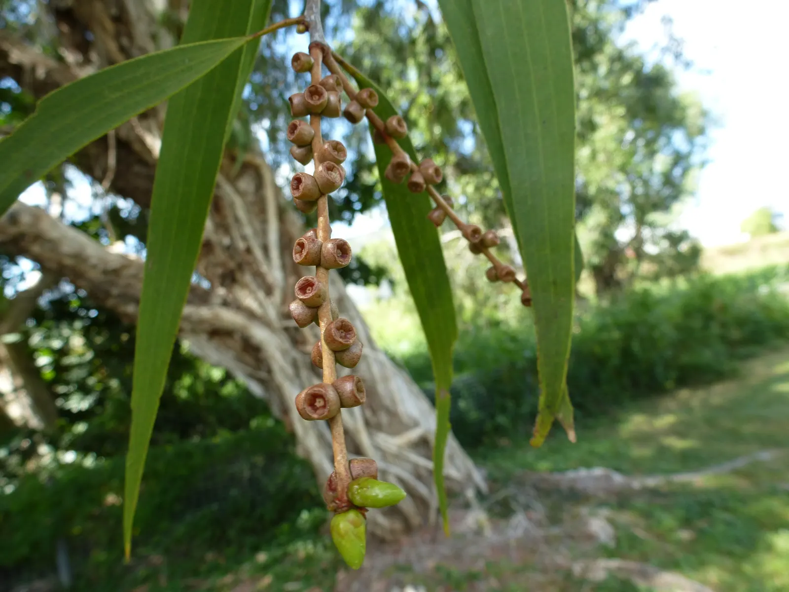 Cajeput (Melaleuca Quinquenervia) — making them suitable as specimen trees or for creating natural screens