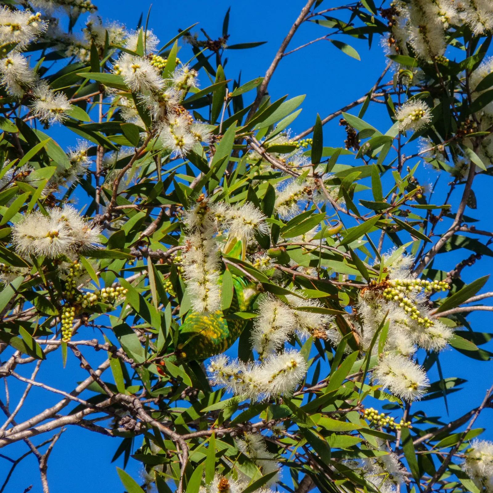 Cajeput (Melaleuca Quinquenervia) — is a distinctive and hardy evergreen tree; flourishing in full sun to partial shade