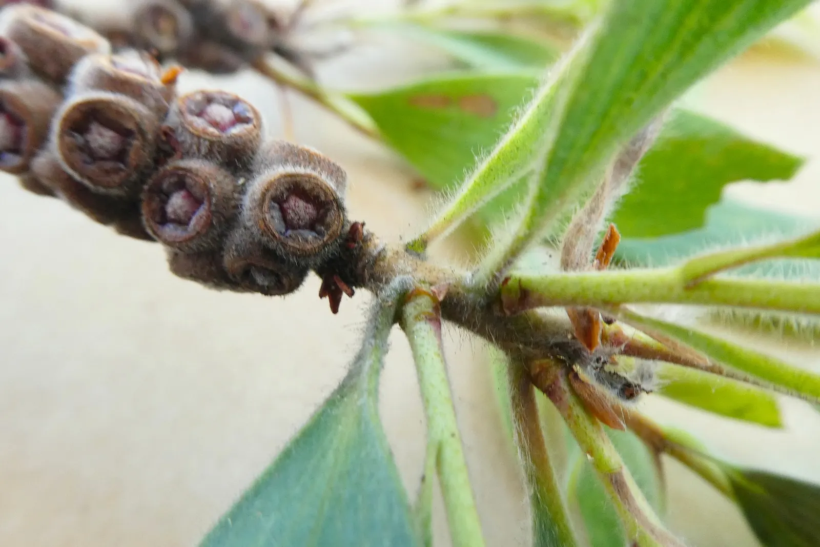 Cajeput (Melaleuca Quinquenervia) — Regular pruning may be necessary to maintain its shape and size; though it has an affinity for sunny