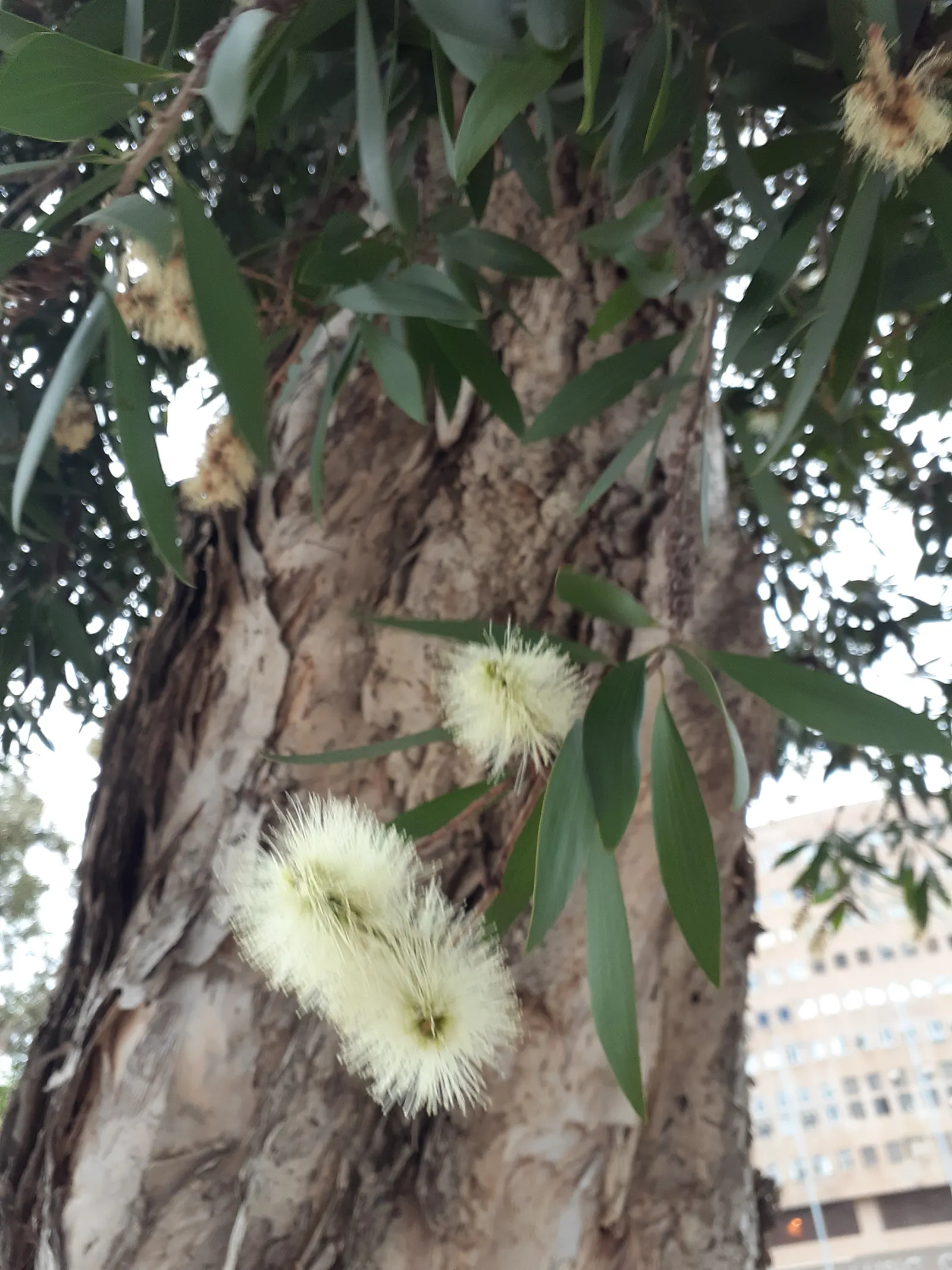 Cajeput (Melaleuca Quinquenervia) — The Cajeput provides year-round interest and utility