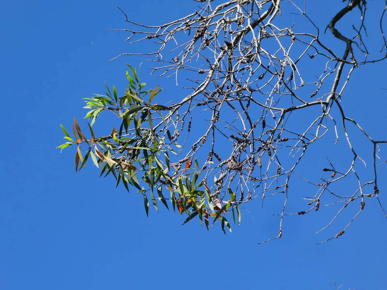 Cajeput (Melaleuca Quinquenervia) — attracting pollinators such as bees and butterflies; which release a camphoraceous aroma when crushed