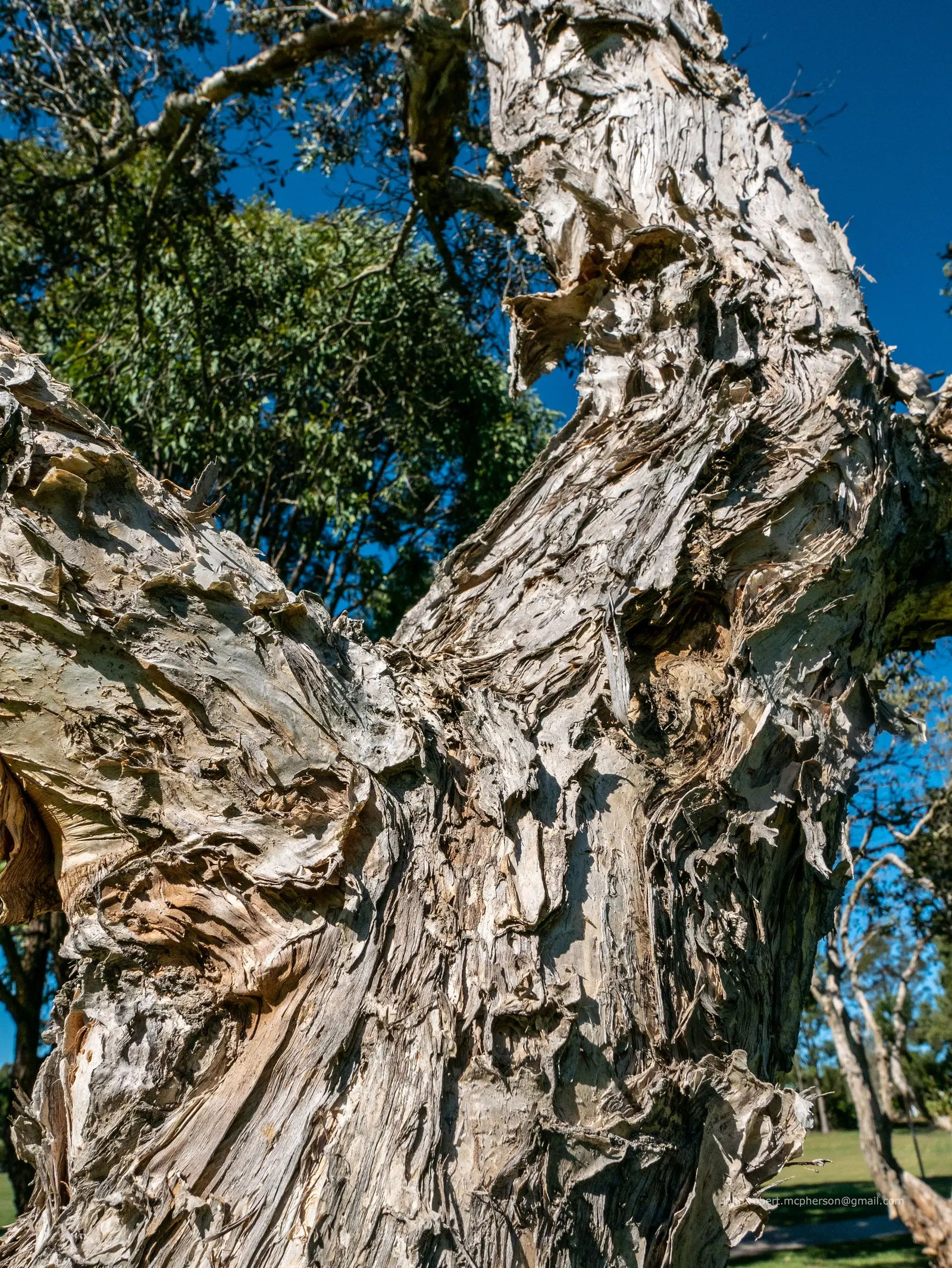 Cajeput (Melaleuca Quinquenervia) — a striking evergreen tree; its distinctive paper-like bark and narrow, lance-shaped leaves exude a strong aroma when crushed