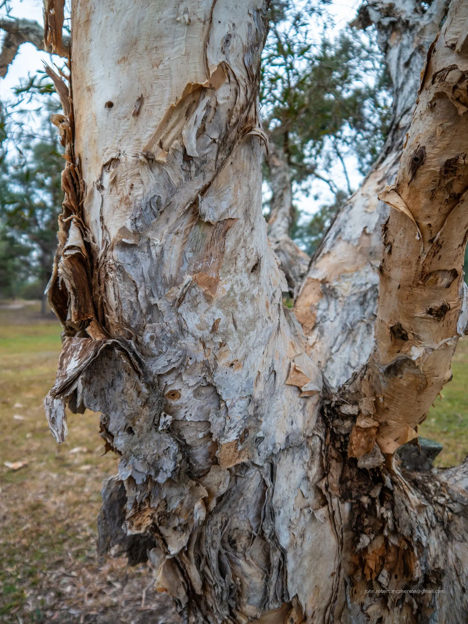 Cajeput (Melaleuca Quinquenervia) — Flourishing in full sun to partial shade; a striking evergreen tree