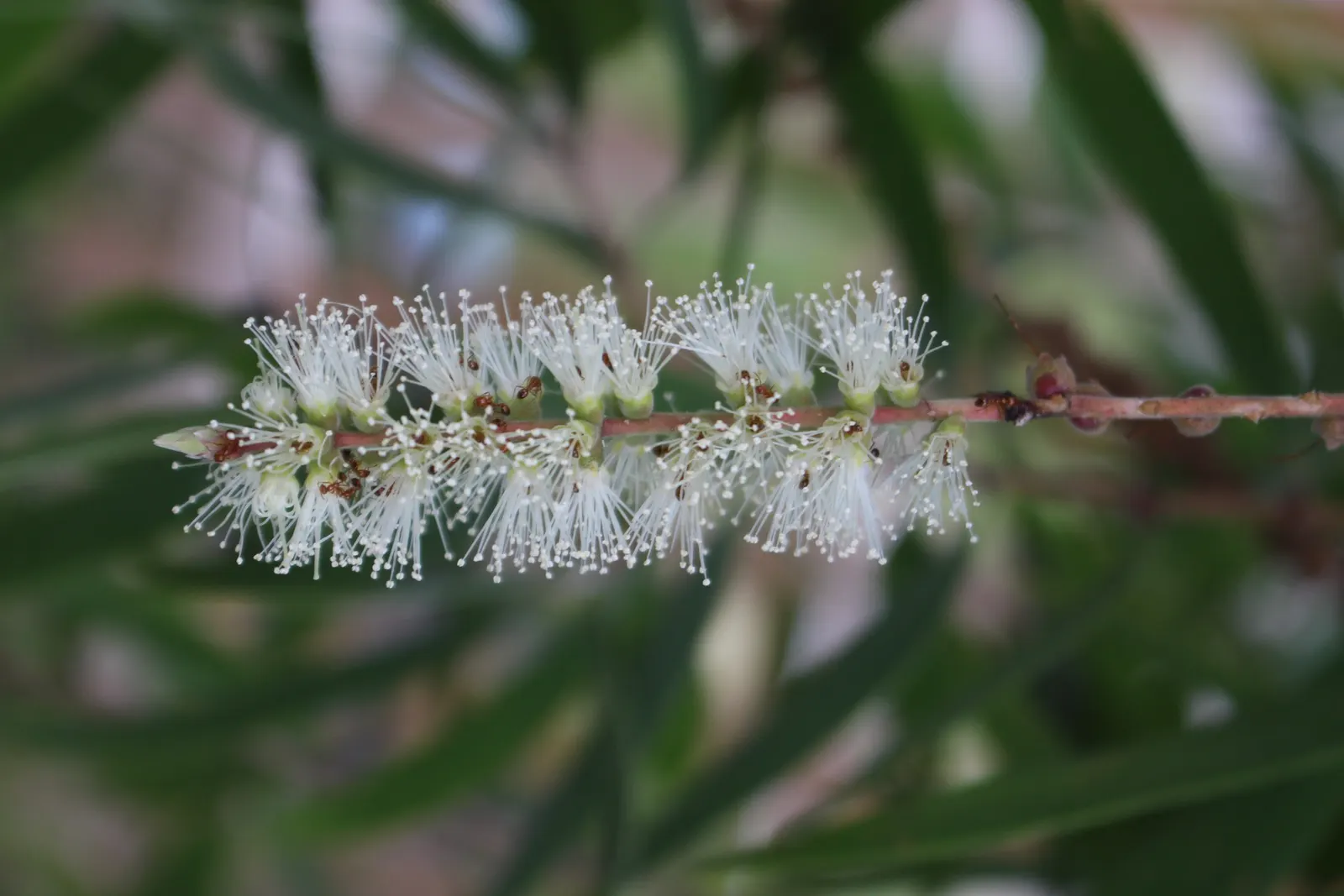 Cajeput (Melaleuca Quinquenervia) — attracting pollinators such as bees and butterflies; which release a camphoraceous aroma when crushed, image 82