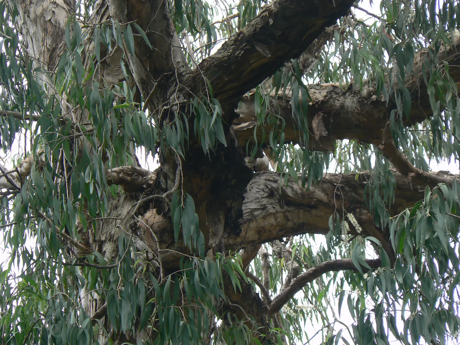 Cajeput (Melaleuca Quinquenervia) — Its hardiness is reflected in its ability to withstand a variety of soil conditions, image 78