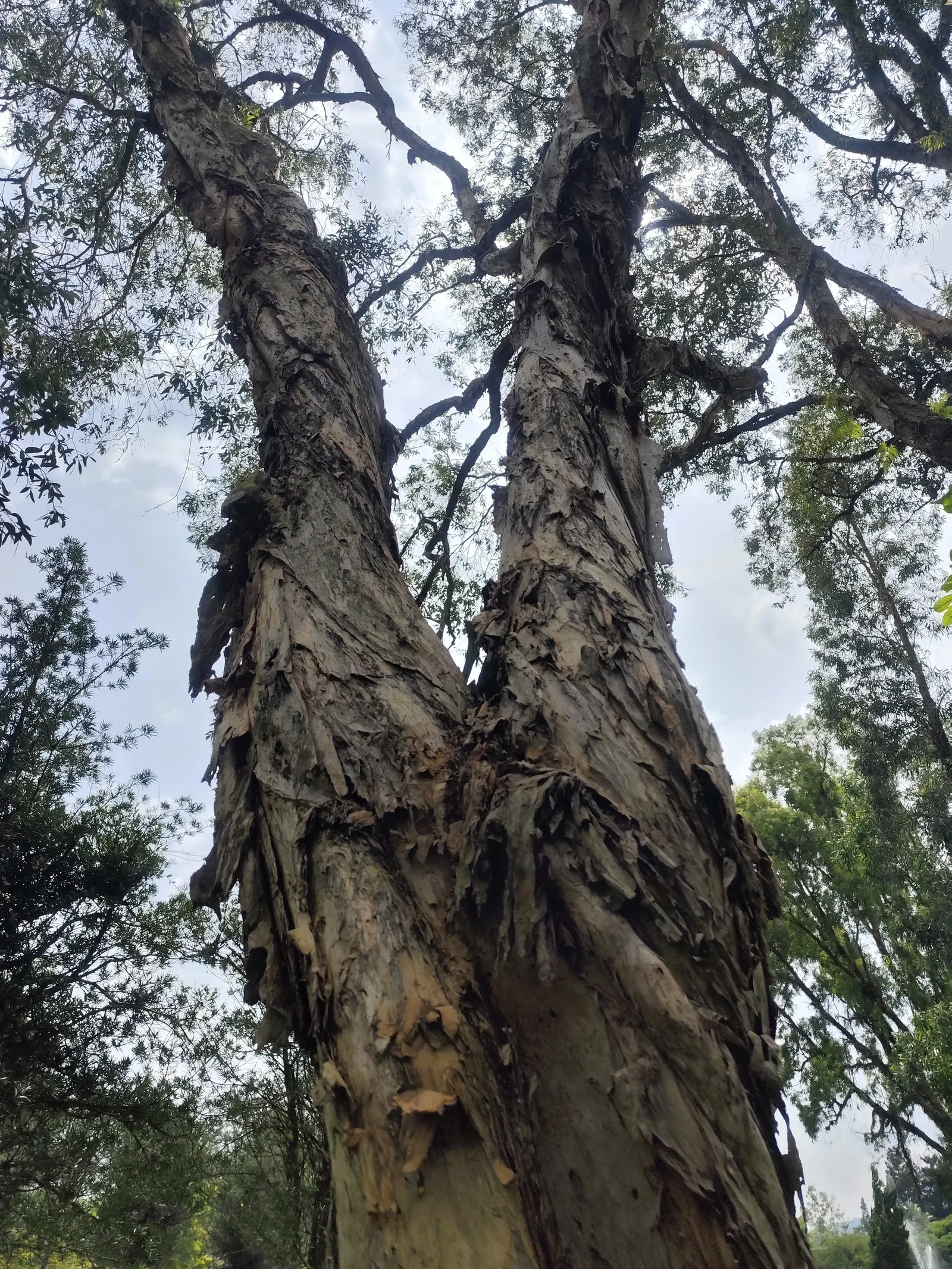 Cajeput (Melaleuca Quinquenervia) — with a canopy spread of up to 20 feet