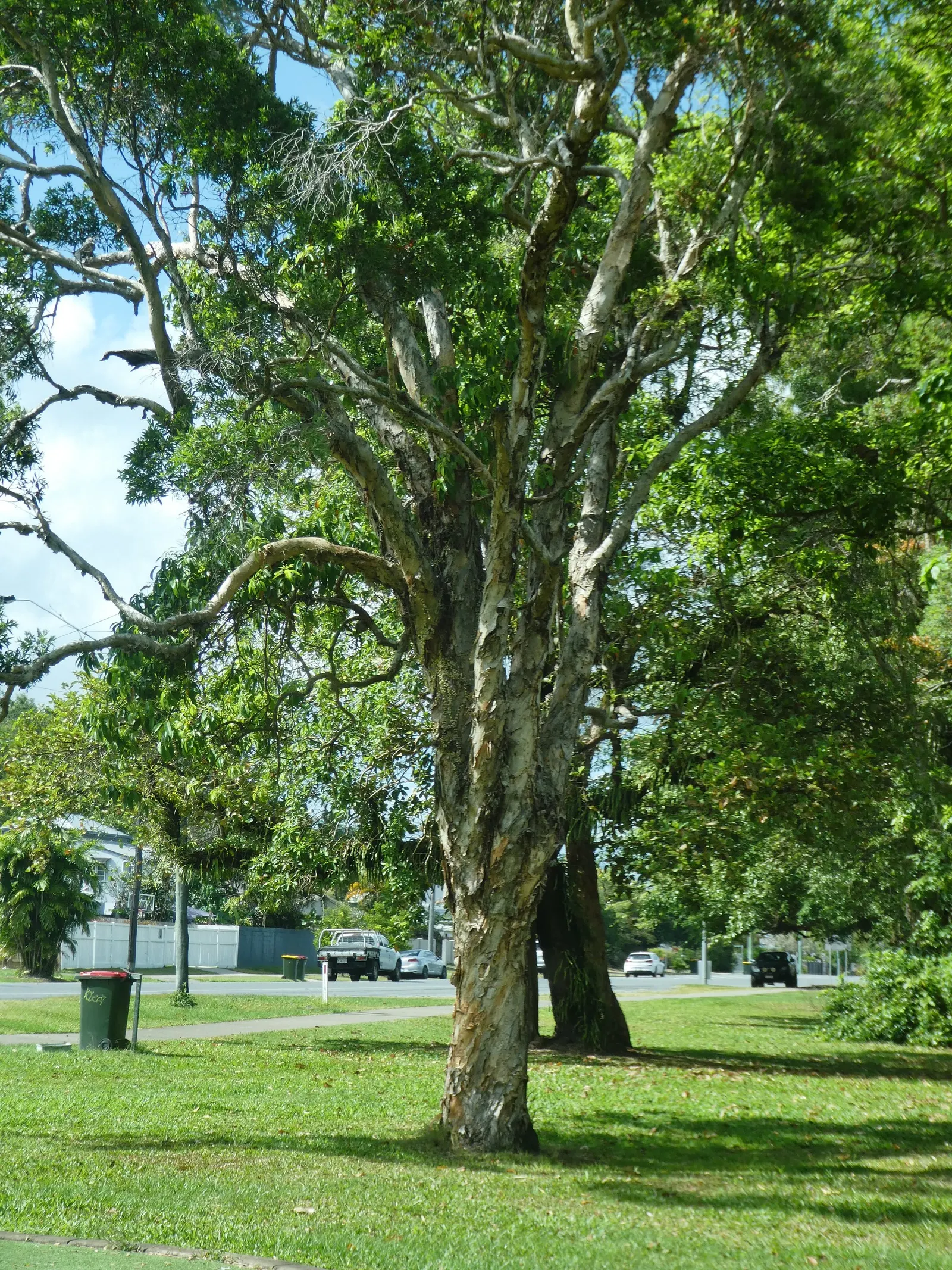 Cajeput (Melaleuca Quinquenervia) — creamy white flowers that are rich in nectar; this adaptable tree is ideal for wet areas