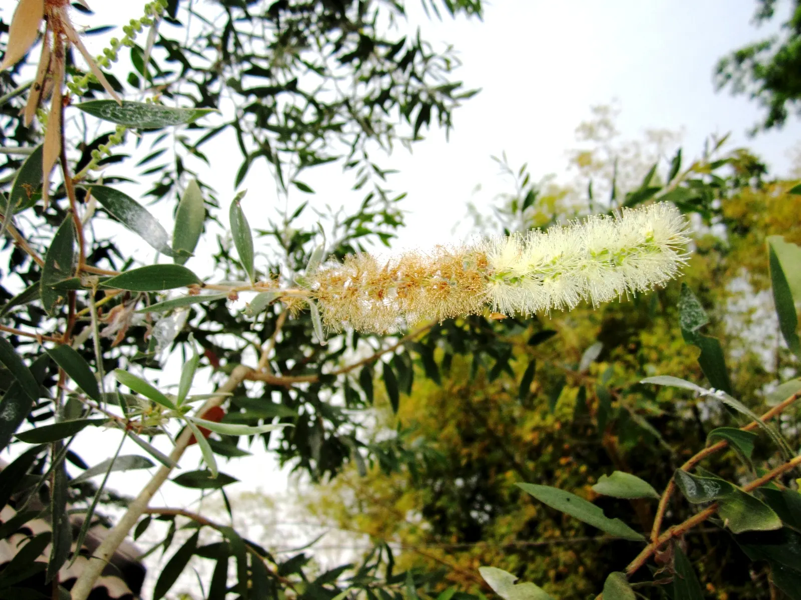 Cajeput (Melaleuca Quinquenervia) — is a distinctive and hardy evergreen tree
