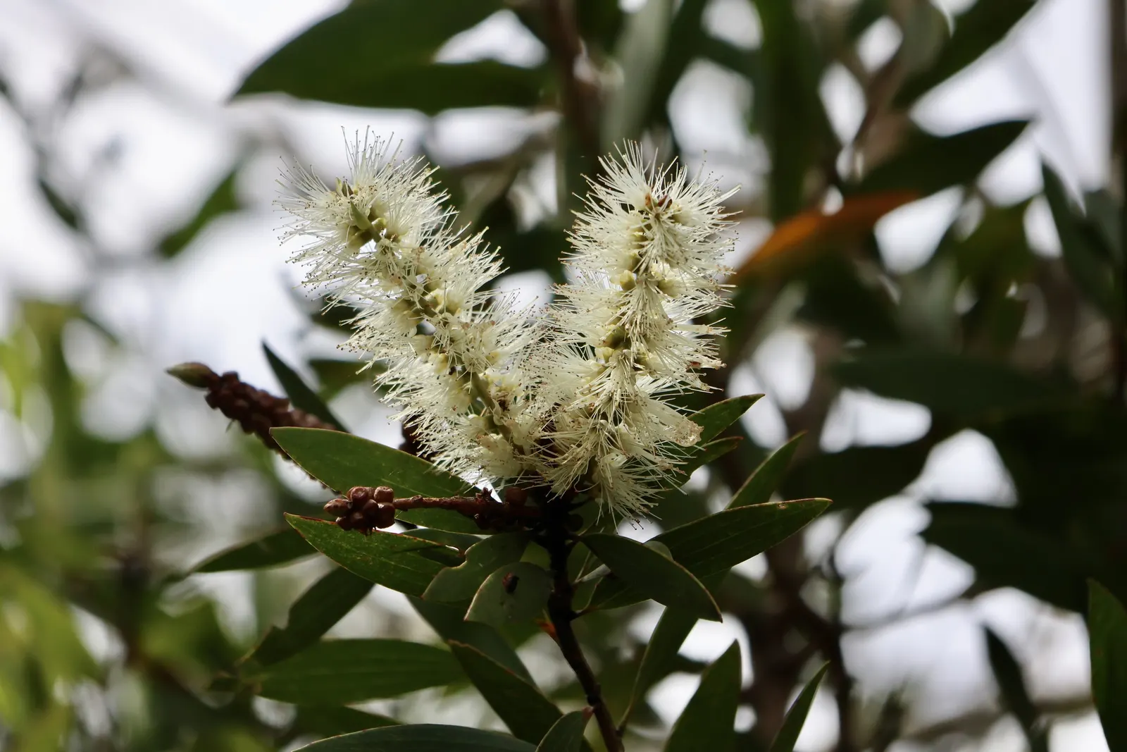 Cajeput (Melaleuca Quinquenervia) — attracting pollinators such as bees and butterflies