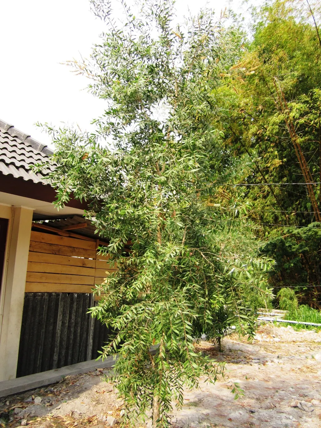 Cajeput (Melaleuca Quinquenervia) — scientifically known as Melaleuca quinquenervia