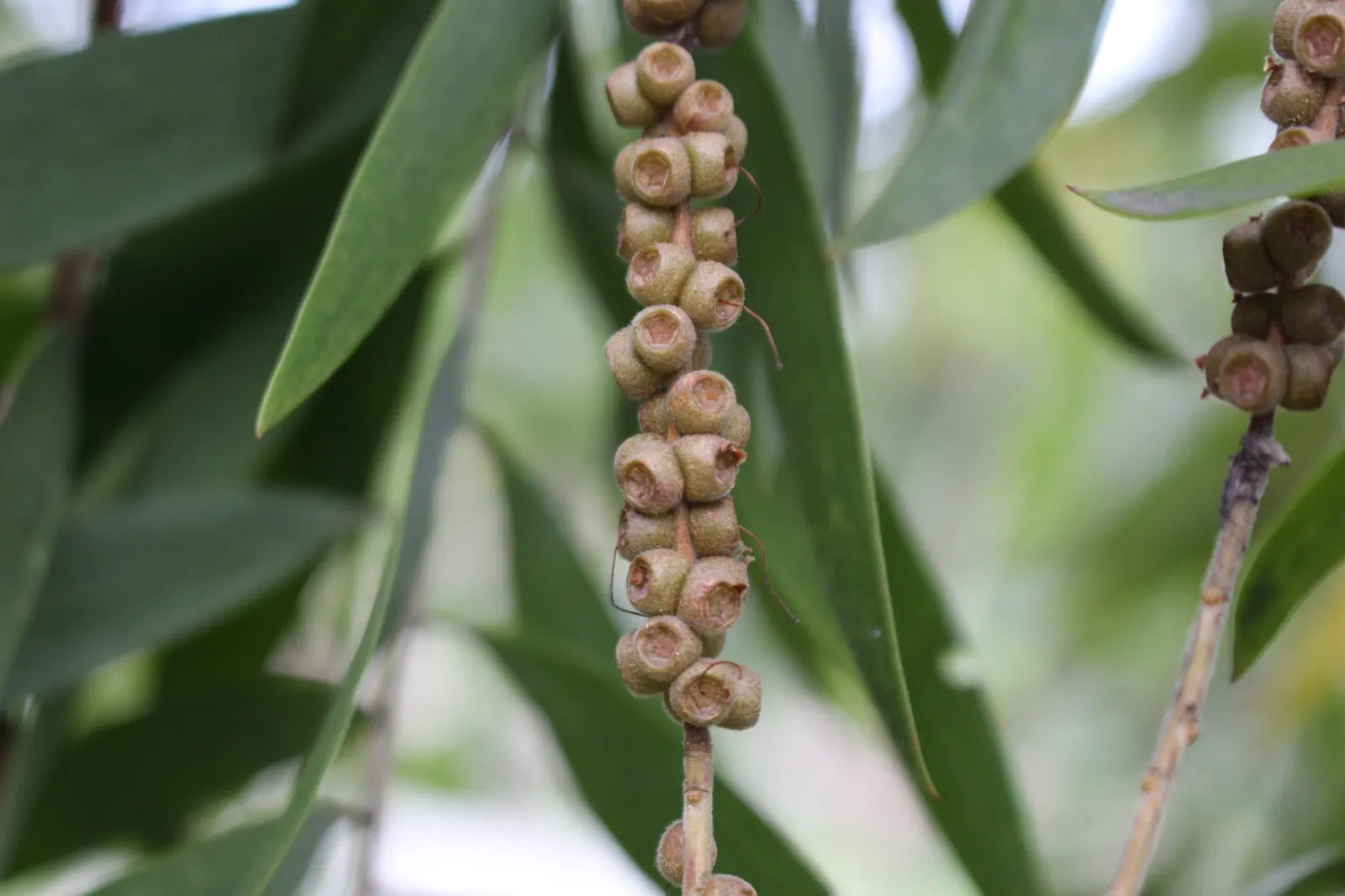 Cajeput (Melaleuca Quinquenervia) — creamy white flowers that are rich in nectar; this adaptable tree is ideal for wet areas, image 81