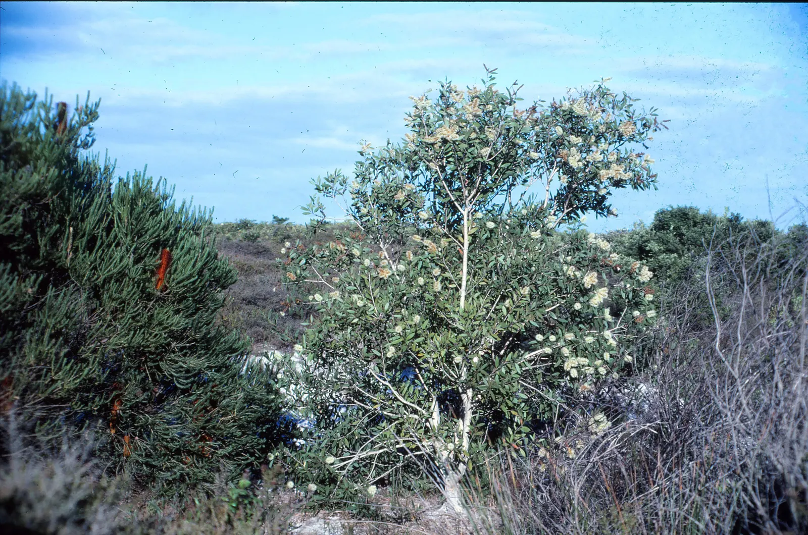Cajeput (Melaleuca Quinquenervia) — Its hardiness is reflected in its ability to withstand a variety of soil conditions, image 47